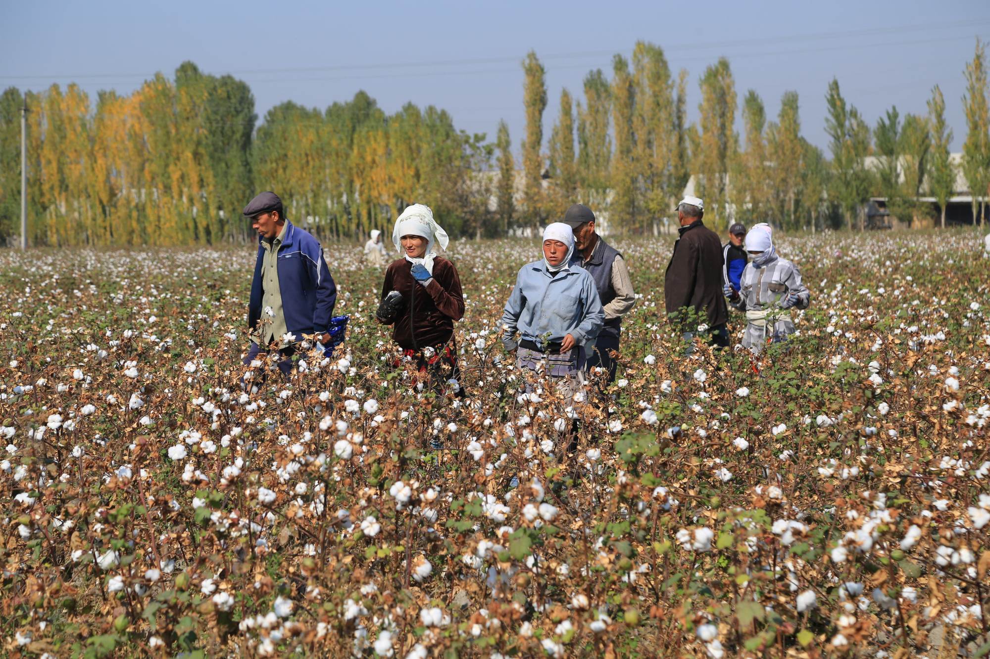 Cotton growers walk through a plantation outside Tashkent, Uzbekistan. Irrigation and drainage systems built in Central Asia by the Soviet Union have fallen into neglect since the state dissolved in the early 1990s. Photo: AFP