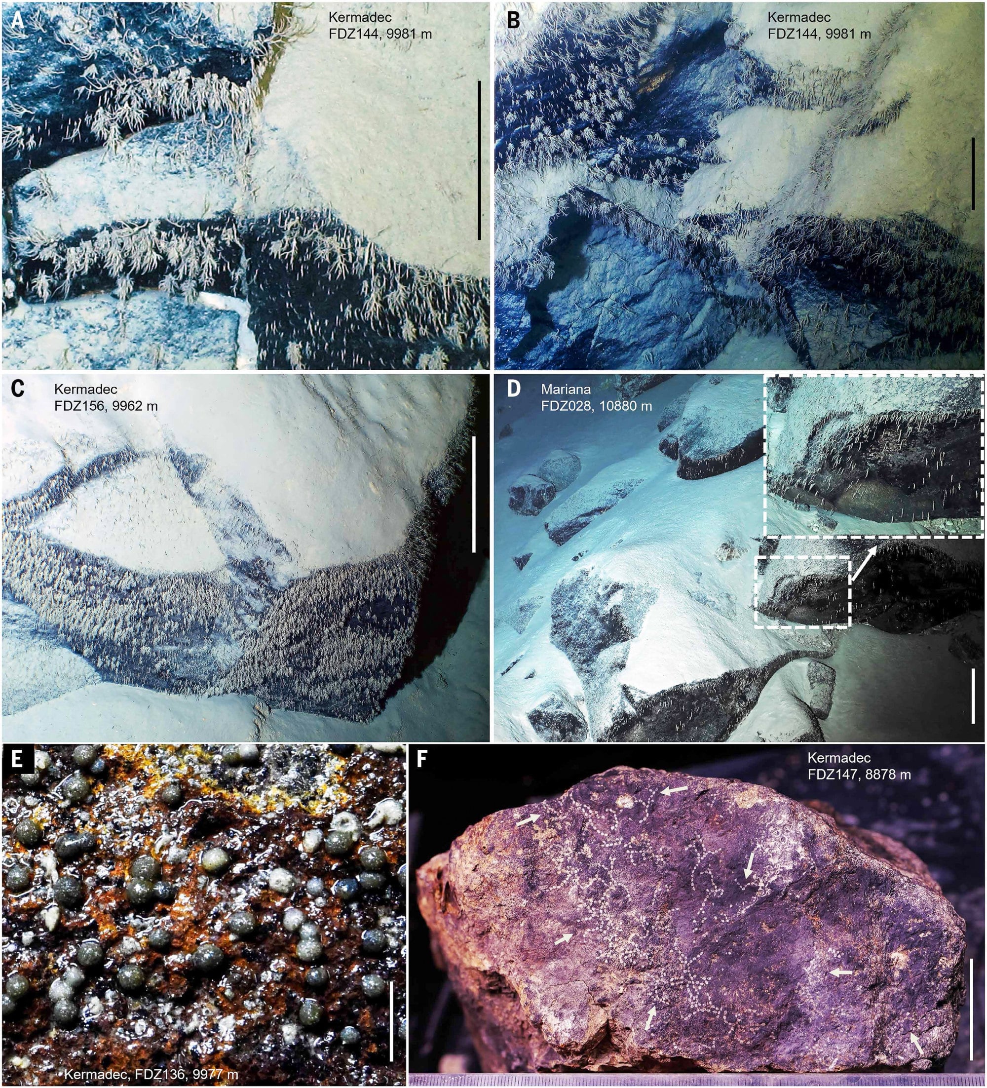 Dominant species of the deepest hard-substrate fauna in the Kermadec and Mariana trenches. Photos: Peng Xiaotong Dominant species of the deepest hard-substrate fauna in the Kermadec and Mariana trenches. Photos: Peng Xiaotong