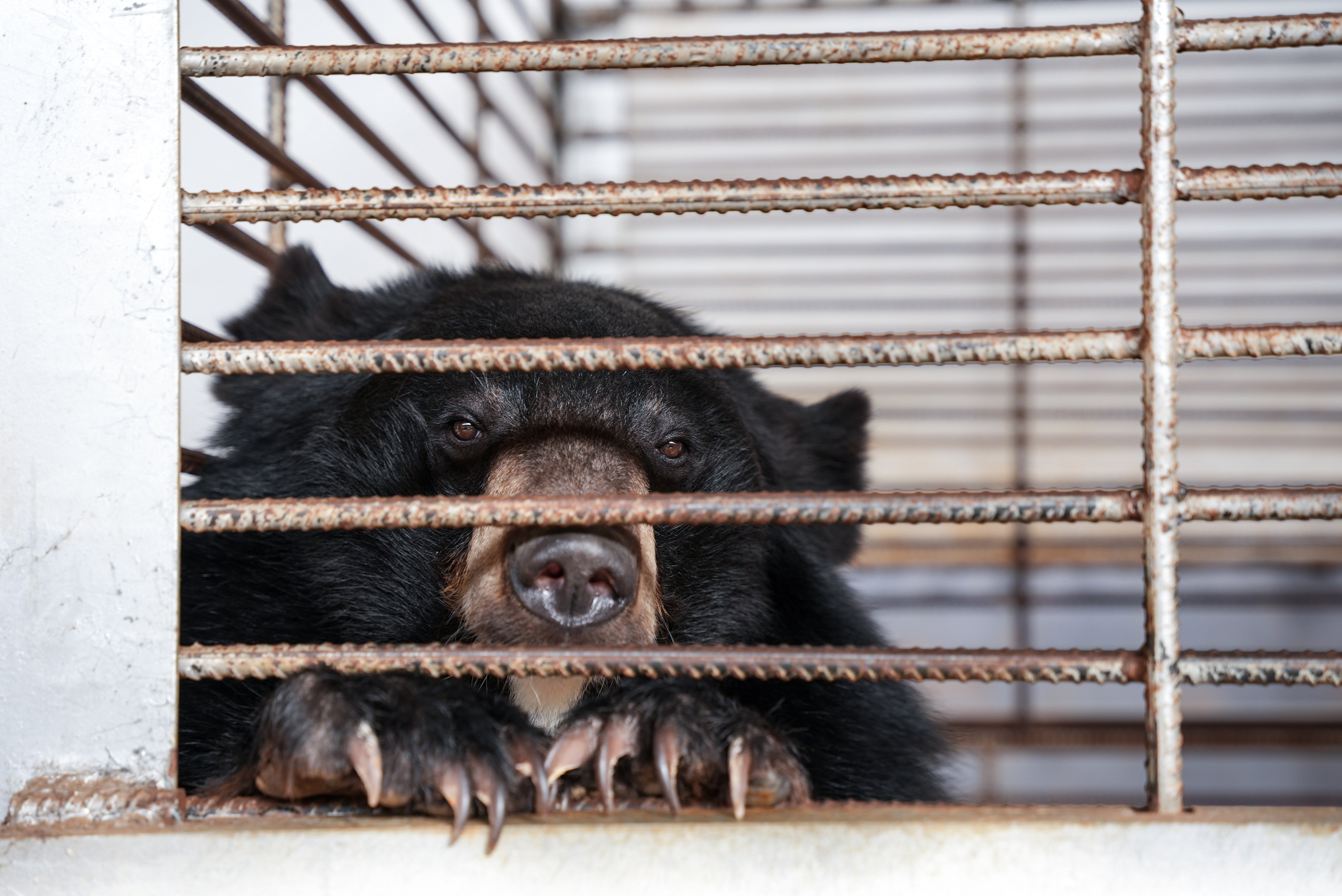 One of the moon bears rescued from an illegal bear bile farm in Laos. Photo: Free the Bears