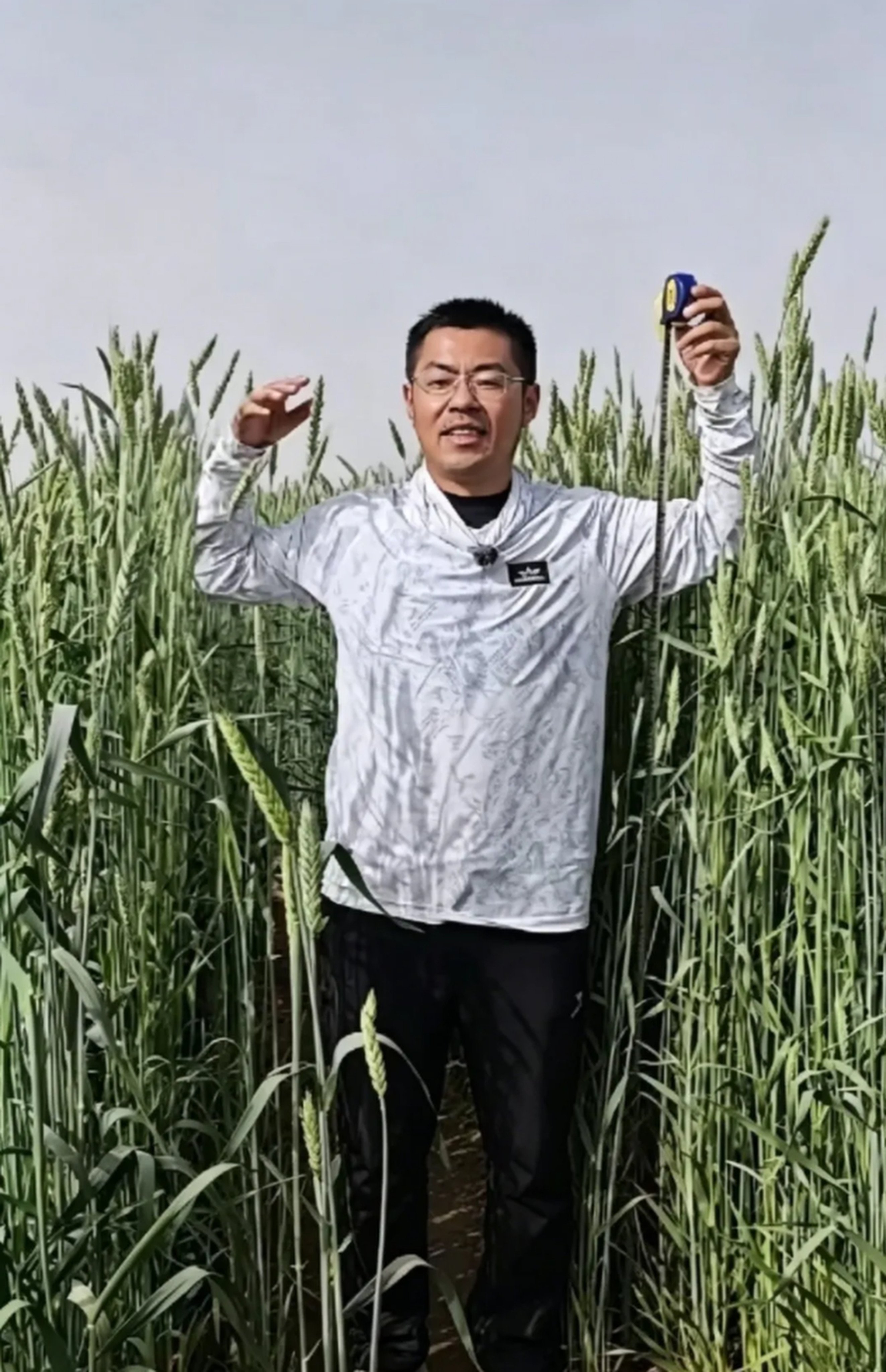The crop can grow up to 1.6 metres high, taller than some humans. Photo: qq.com