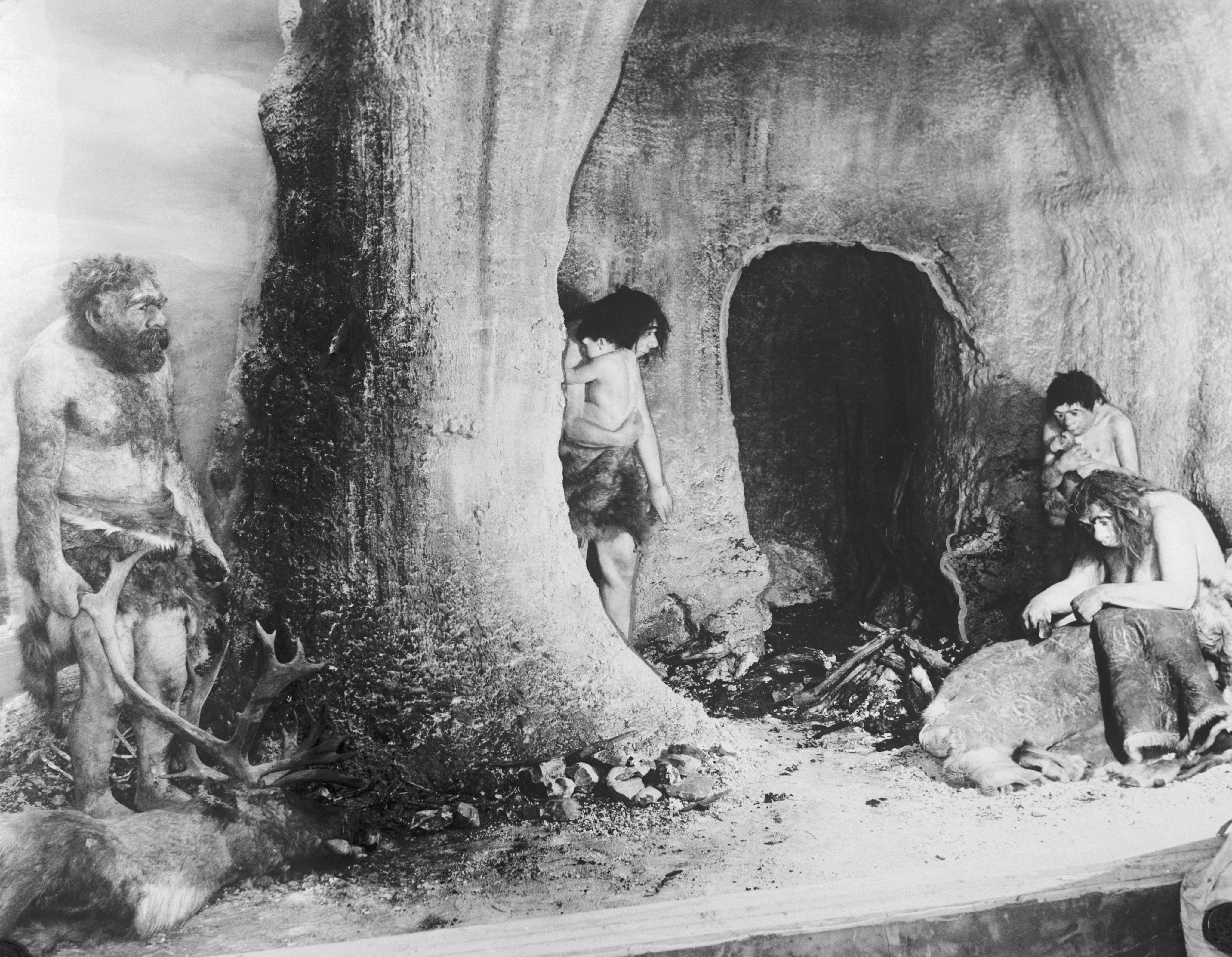 A life-size reproduction of a Neanderthal family and their dwelling, set 50,000 years ago, is now on exhibit at the Field Museum of Natural History in Chicago, Illinois. These are the first authoritative lifelike representations of early humans. Photo: Getty Images
