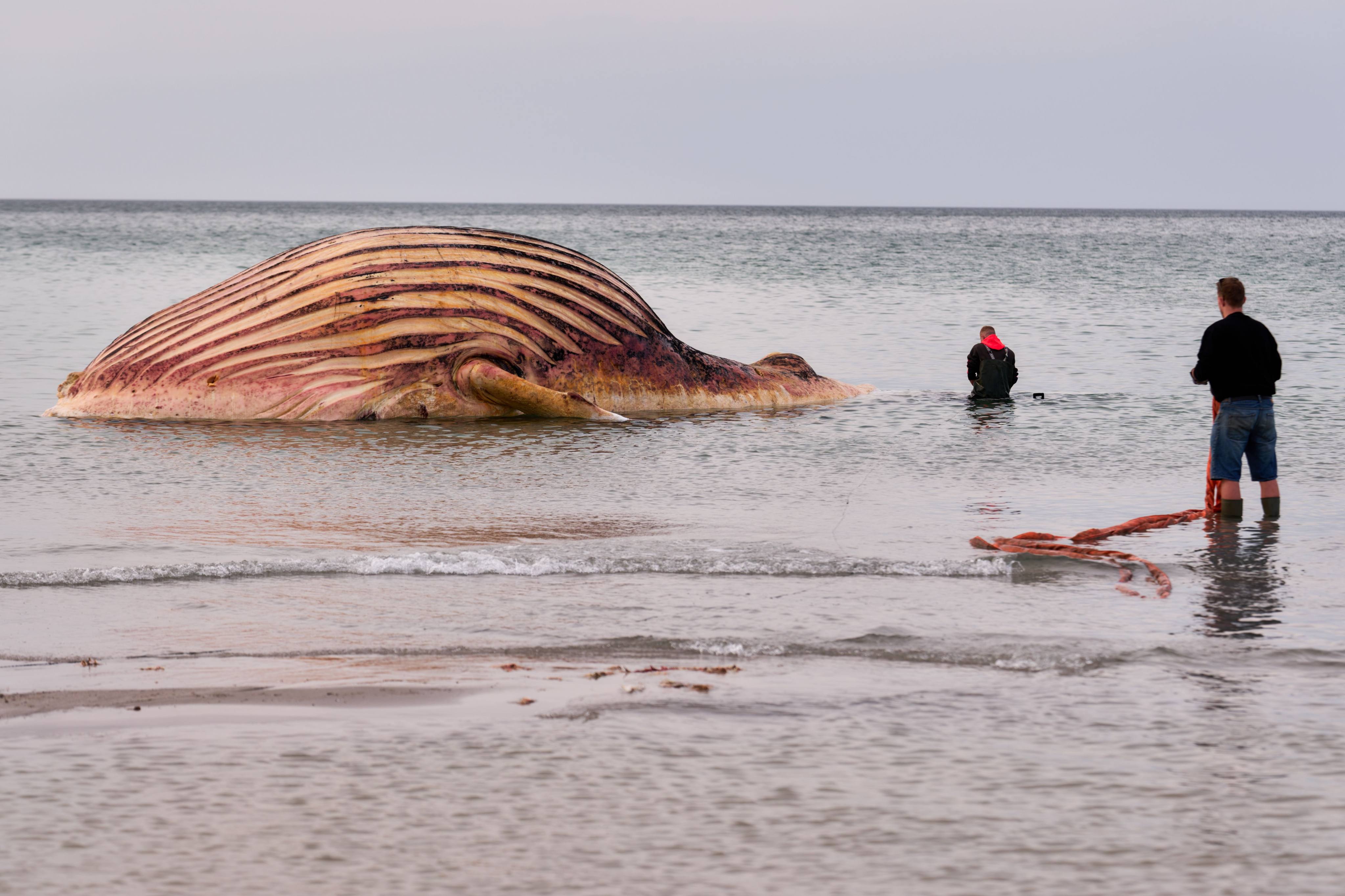 The dead whale lies bloated off the coast of the Danish island of Anholt. The whale is the humpback known as Timmy, which first stranded off Timmendorfer Strand in late March and was transported to the North Sea about a month later. Photo: dpa