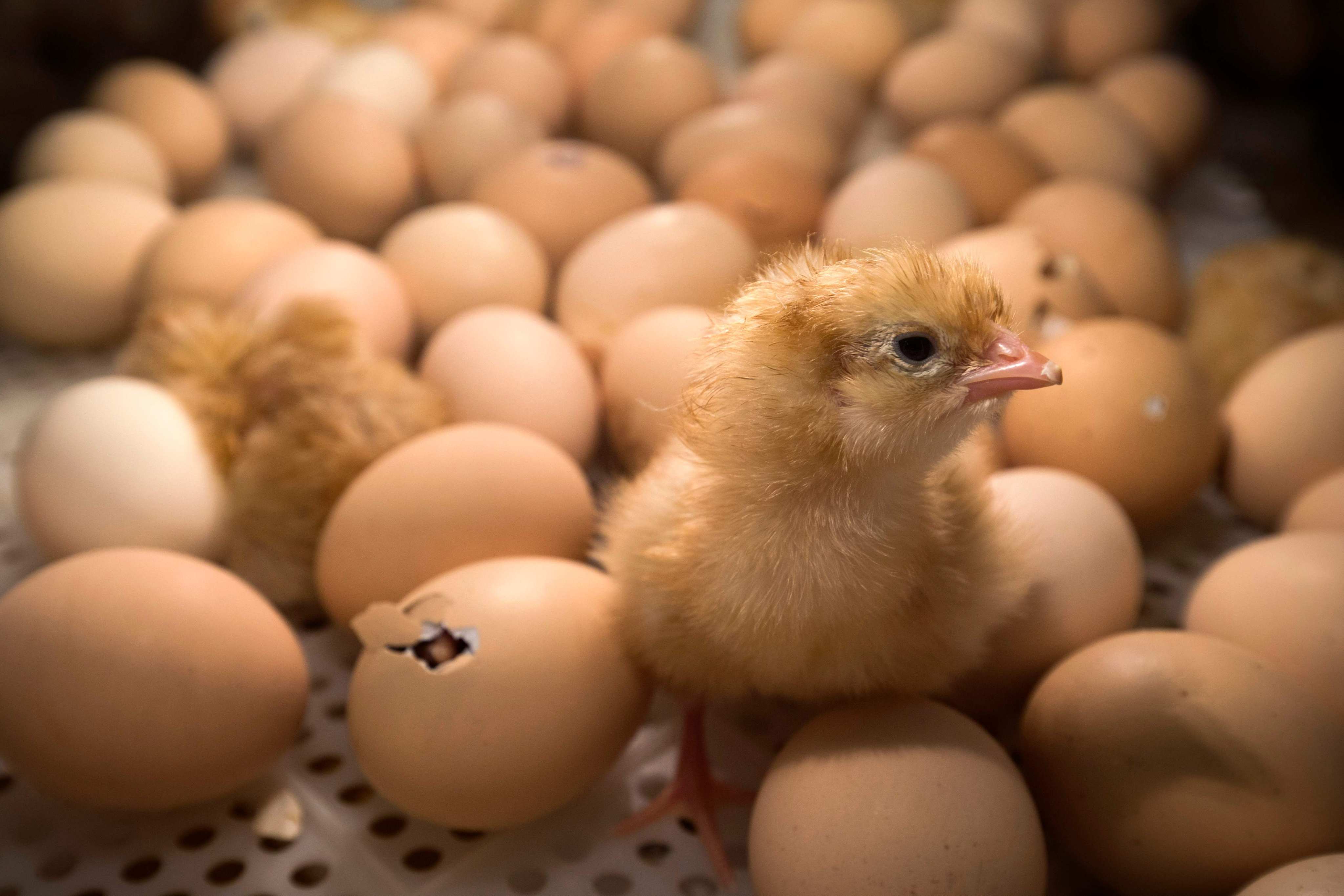 It takes 21 days for a chick to hatch from its shell. Photo: AFP