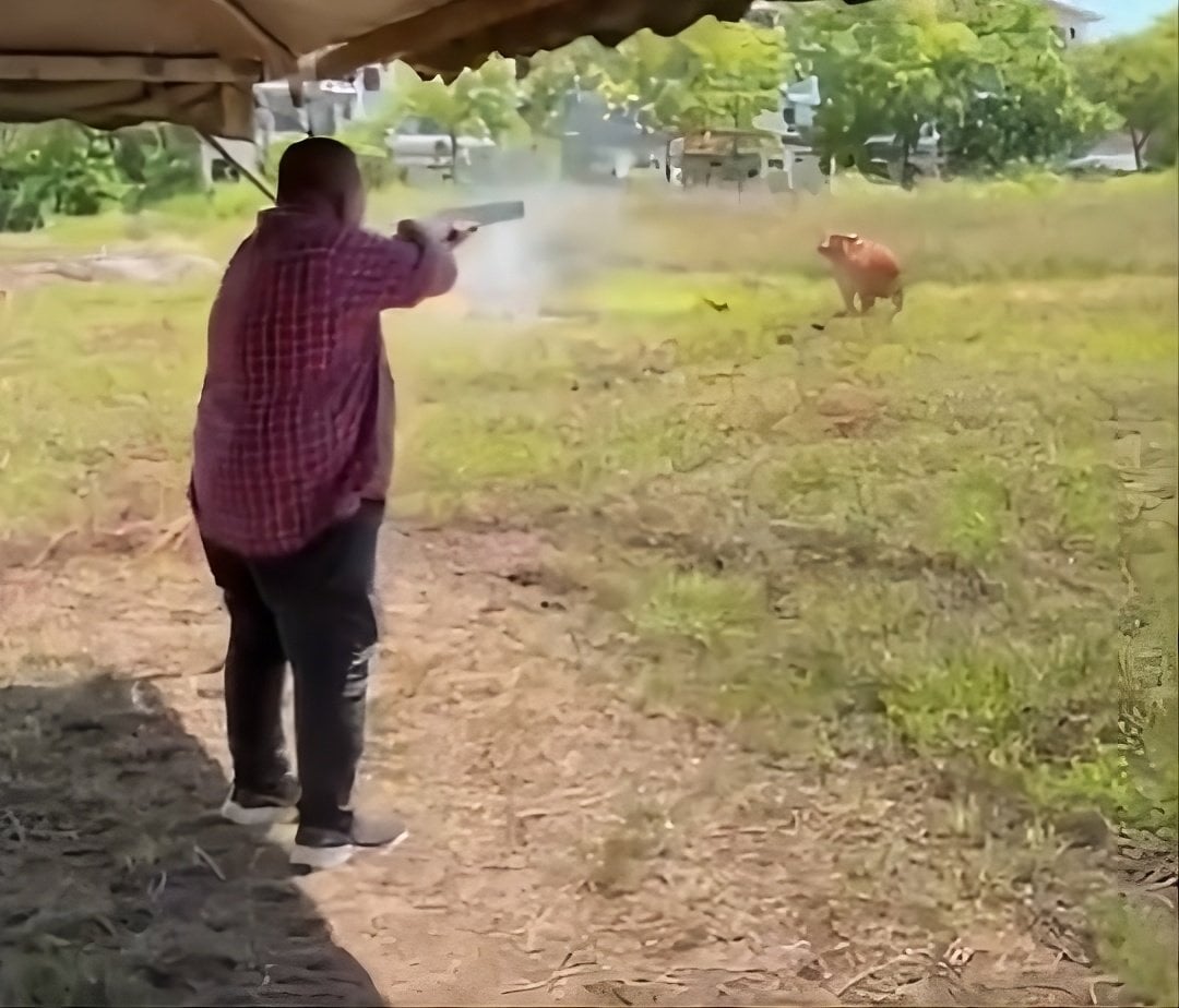 A still from the 38-second clip showing Perlis chief minister Abu Bakar Hamzah shooting at a cow with a shotgun at an Eid ul-Adha event. Photo: X