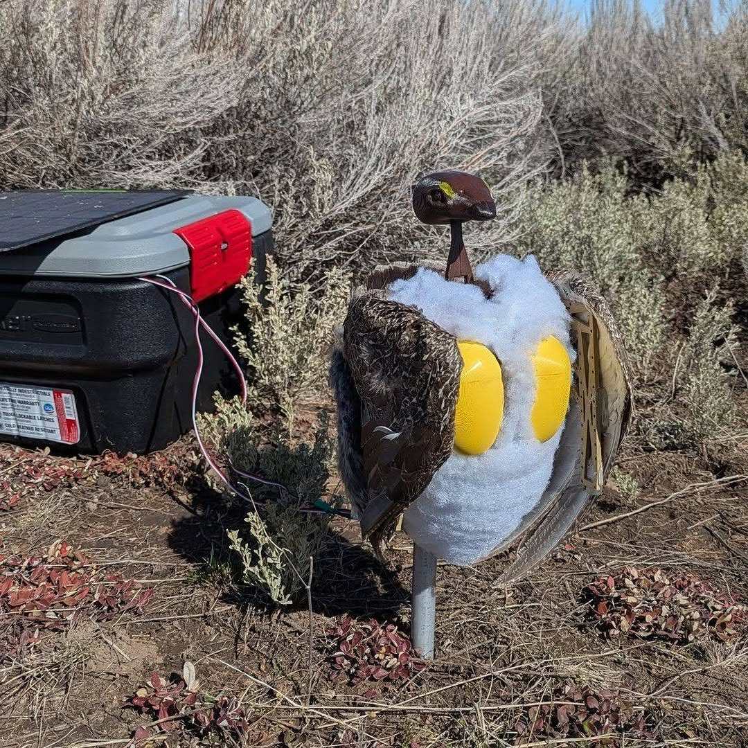 Robotic grouse built by a local school’s robotics team are being used in a national park in the US. Photo: Instagram/grandtetonnps