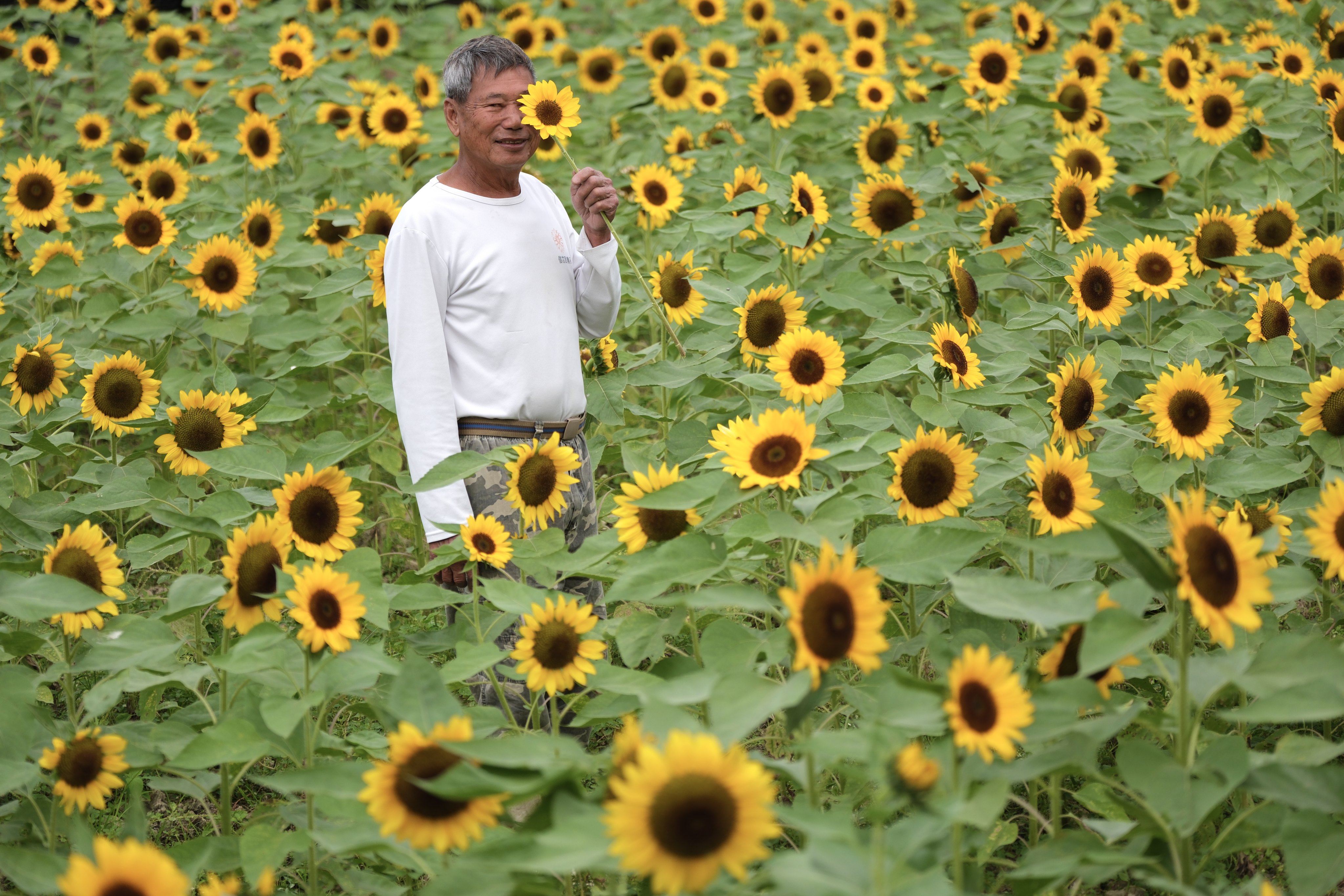 Leung Yat-shun, owner and farmer of Shun Sum Yuen Farm, poses with freshly blossomed sunflowers at his farm in San Tin, Yuen Long, after it was damaged and flooded by Typhoon Ragasa. 13NOV25 SCMP / Karma Lo