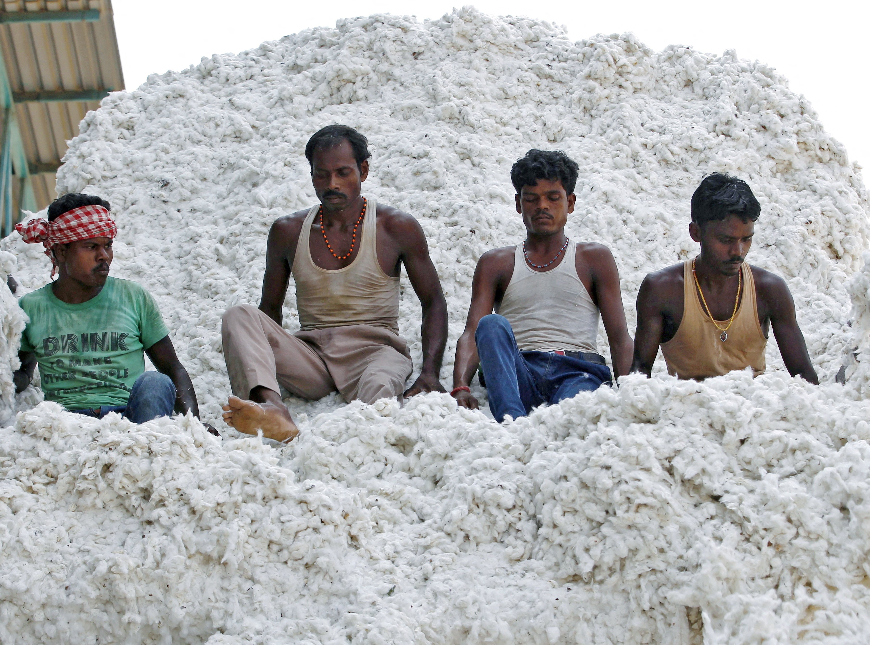 Workers push harvested cotton as they unload it from a supply truck at a cotton processing unit in town in the western state of Gujarat, India. Photo: Reuters