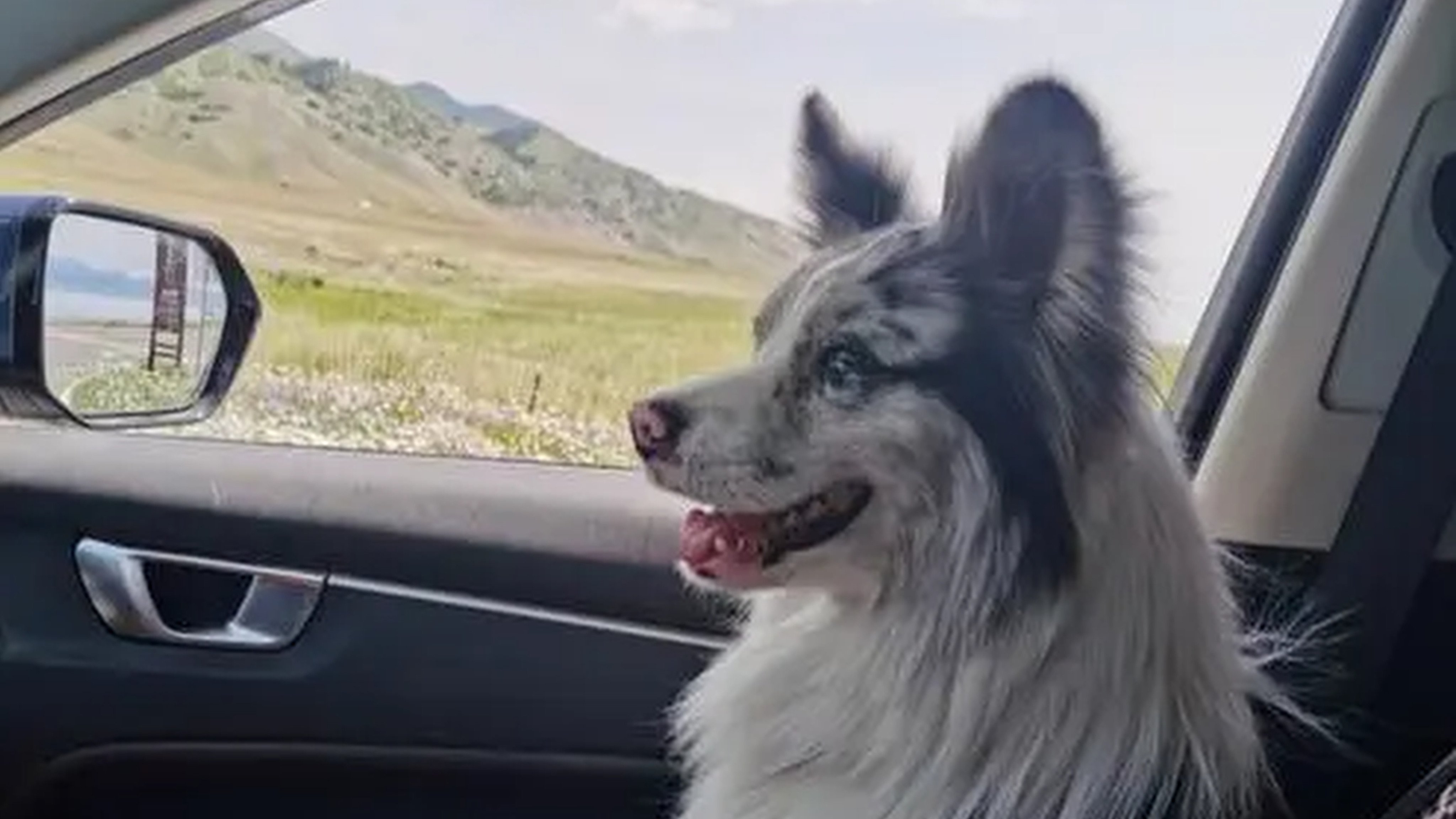 A celebrity dog in China was stolen, sold for US$25 and eaten. Its  owner’s attempts to sue were stymied by weak pet protection laws. Photo: QQ.com