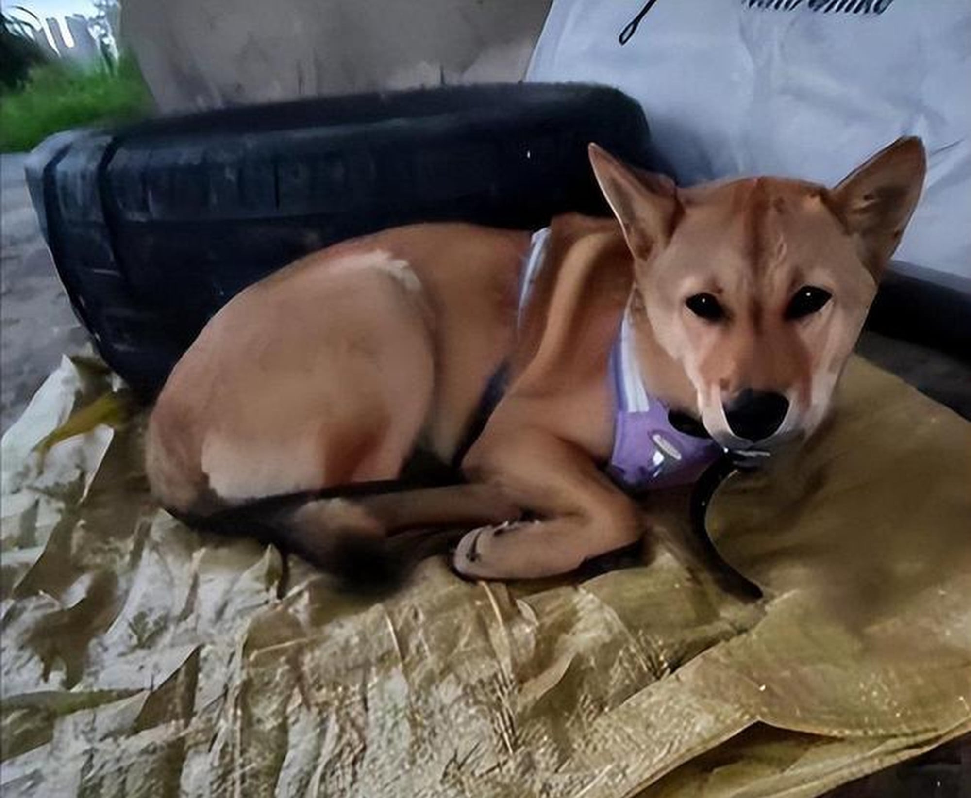 Bobo, above, takes a rest. Tang said he needs his dog more than it needs him. Photo: Handout