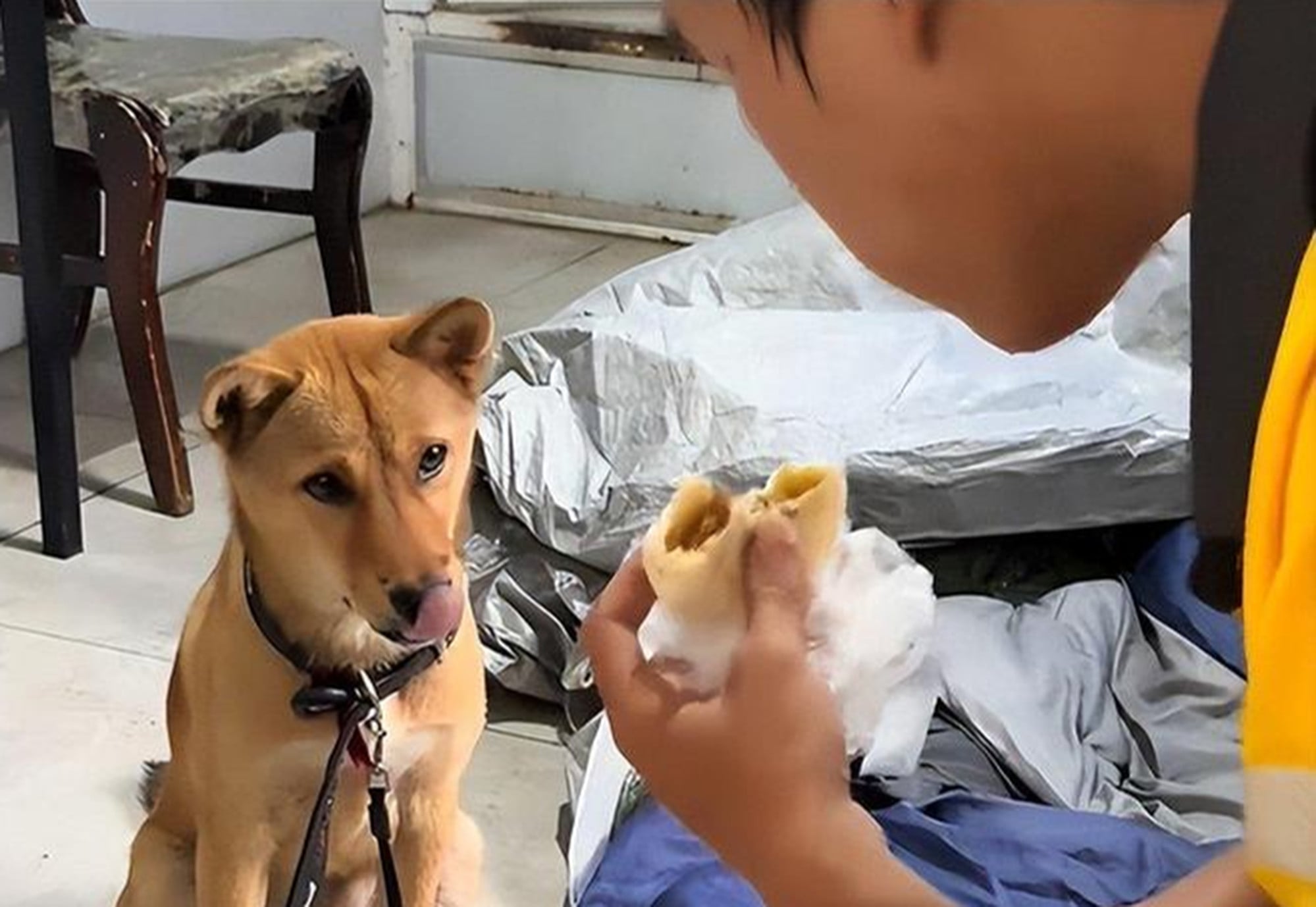 Tang grabs a bite to eat as Bobo licks his mouth in anticipation. Photo: Handout