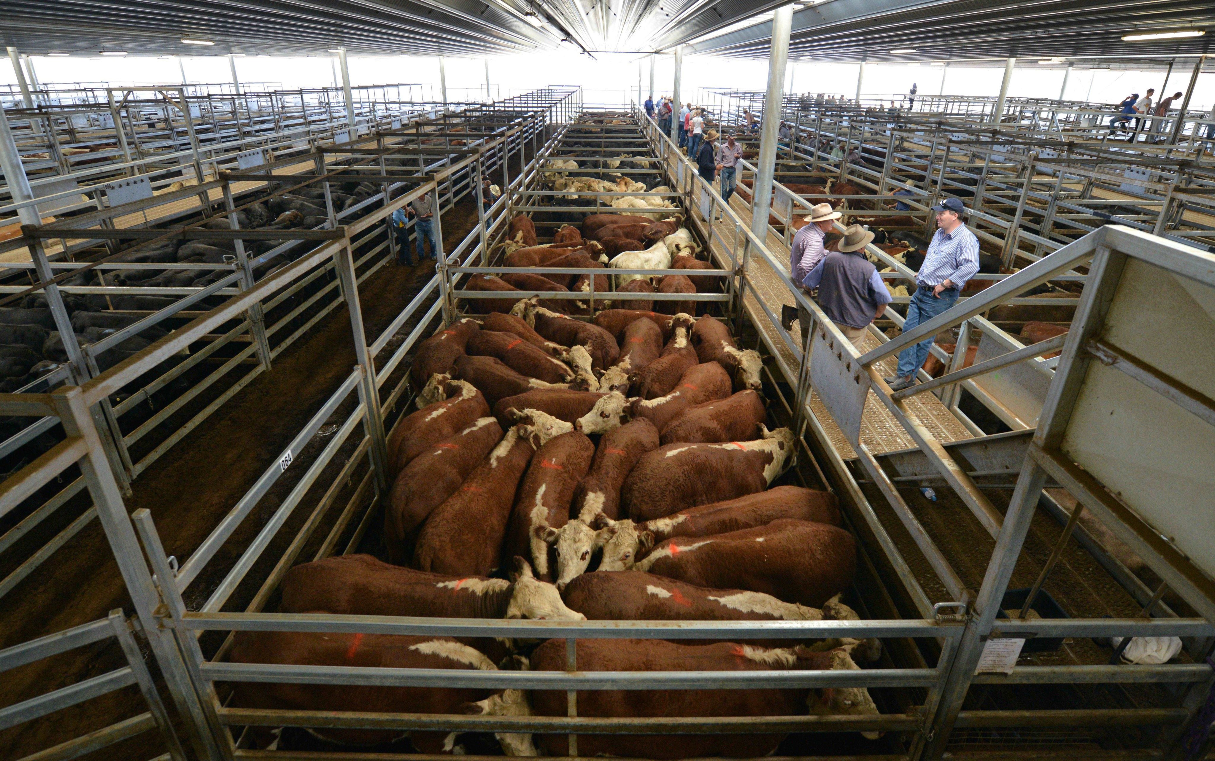 Farmers look at cattle at a weekly livestock sale in New South Wales, Australia. China is a major export market for Australian beef producers. Photo: AFP