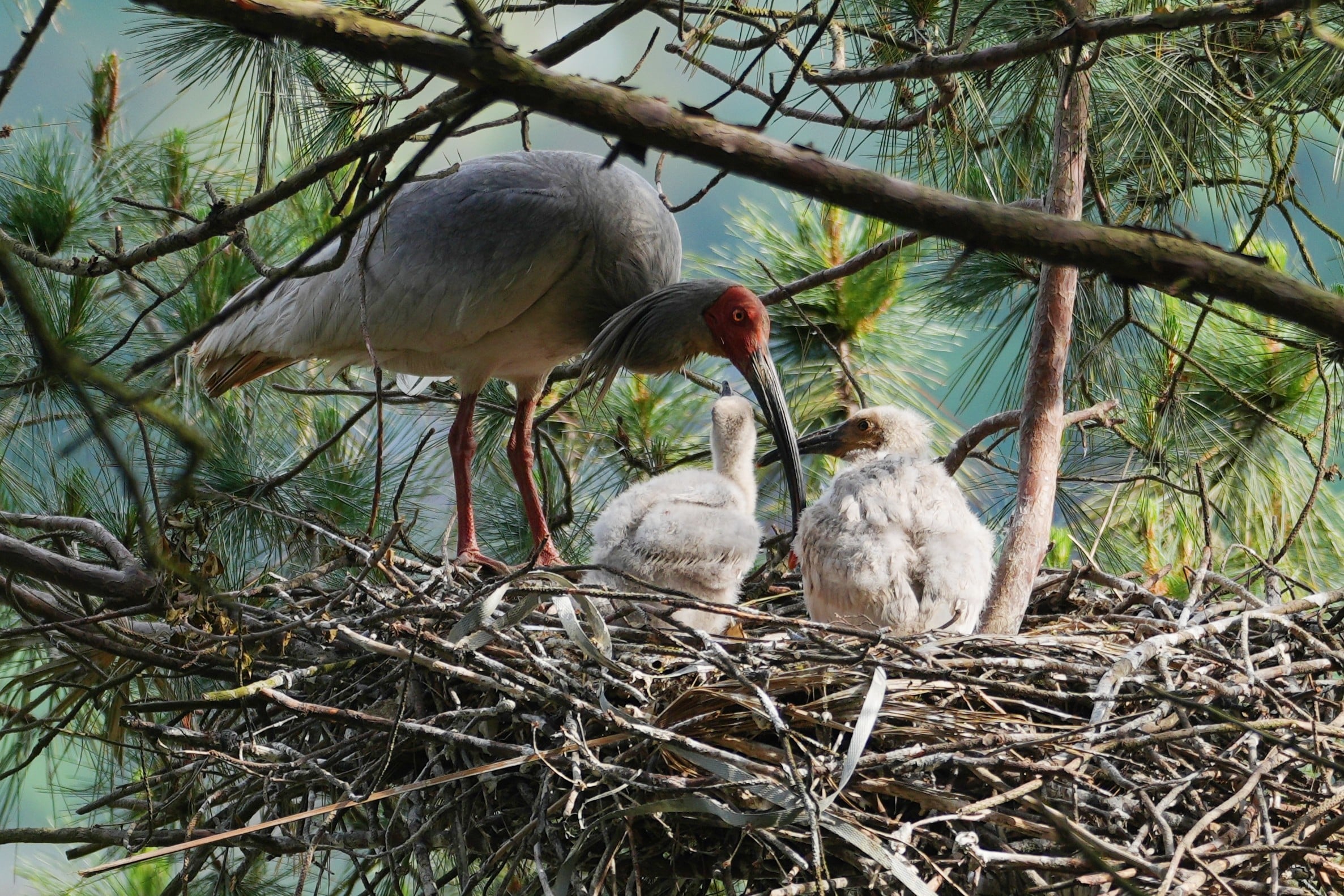 A crested ibis nurtures its chicks by a reservoir in Nanzheng District of Hanzhong City, in northwest China’s Shaanxi province. Photo: Xinhua