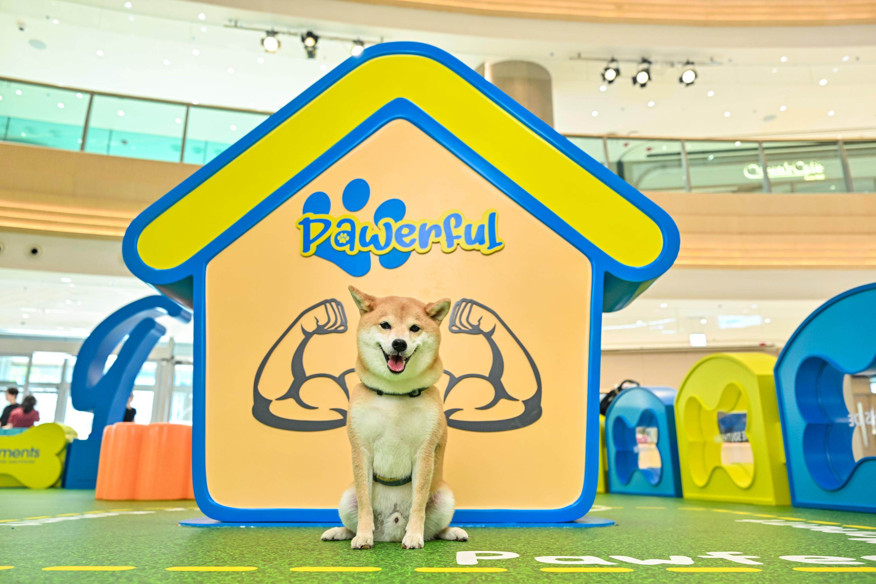 A dog is pictured at one of the photo stations at The Southside’s fully upgraded indoor cat and dog playground. Photo: The Southside