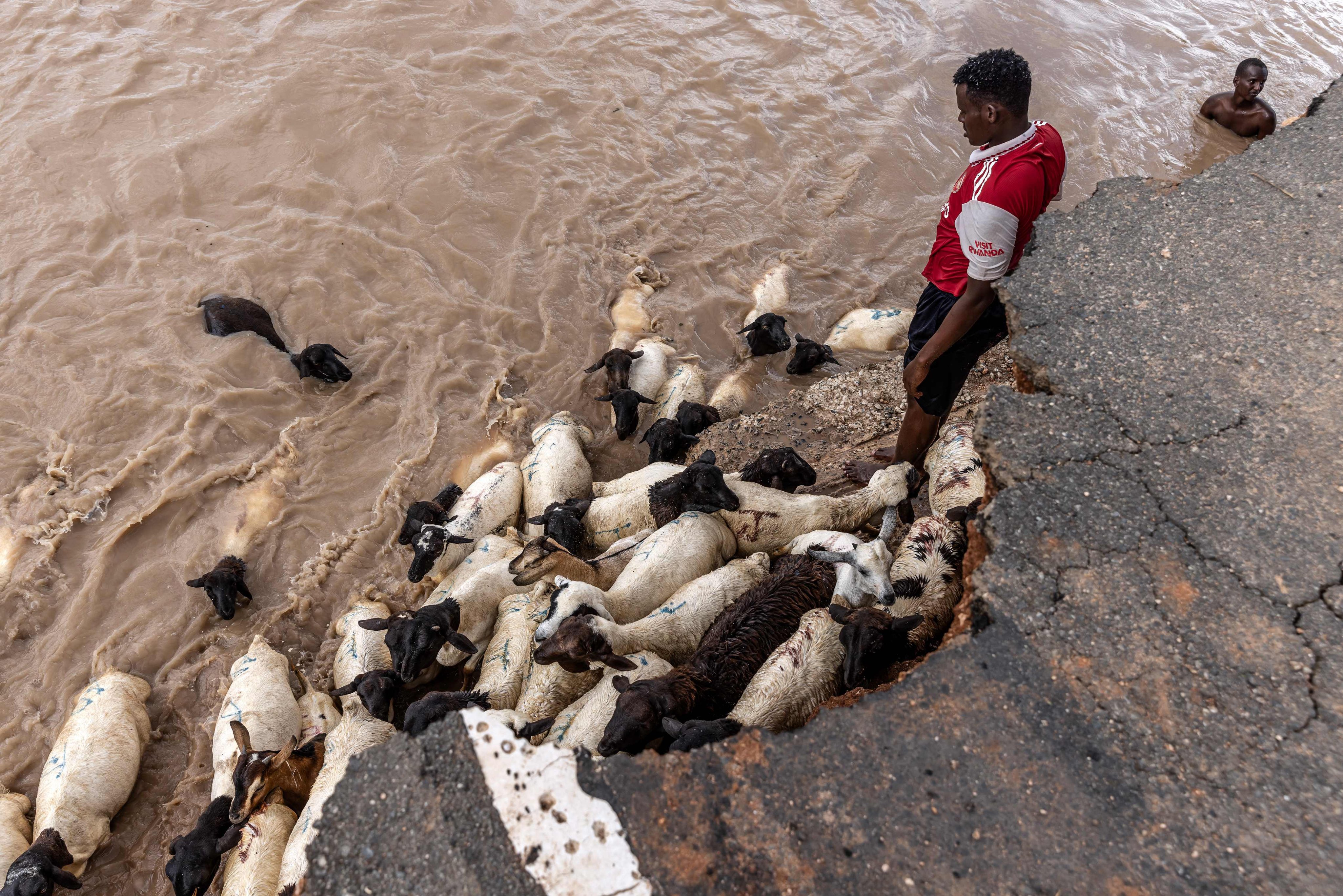 Herdsmen help their goats to cross a flooded area after torrential rainfall linked to El Nino in Maalimin, Kenya, in November 2023. Photo: AFP