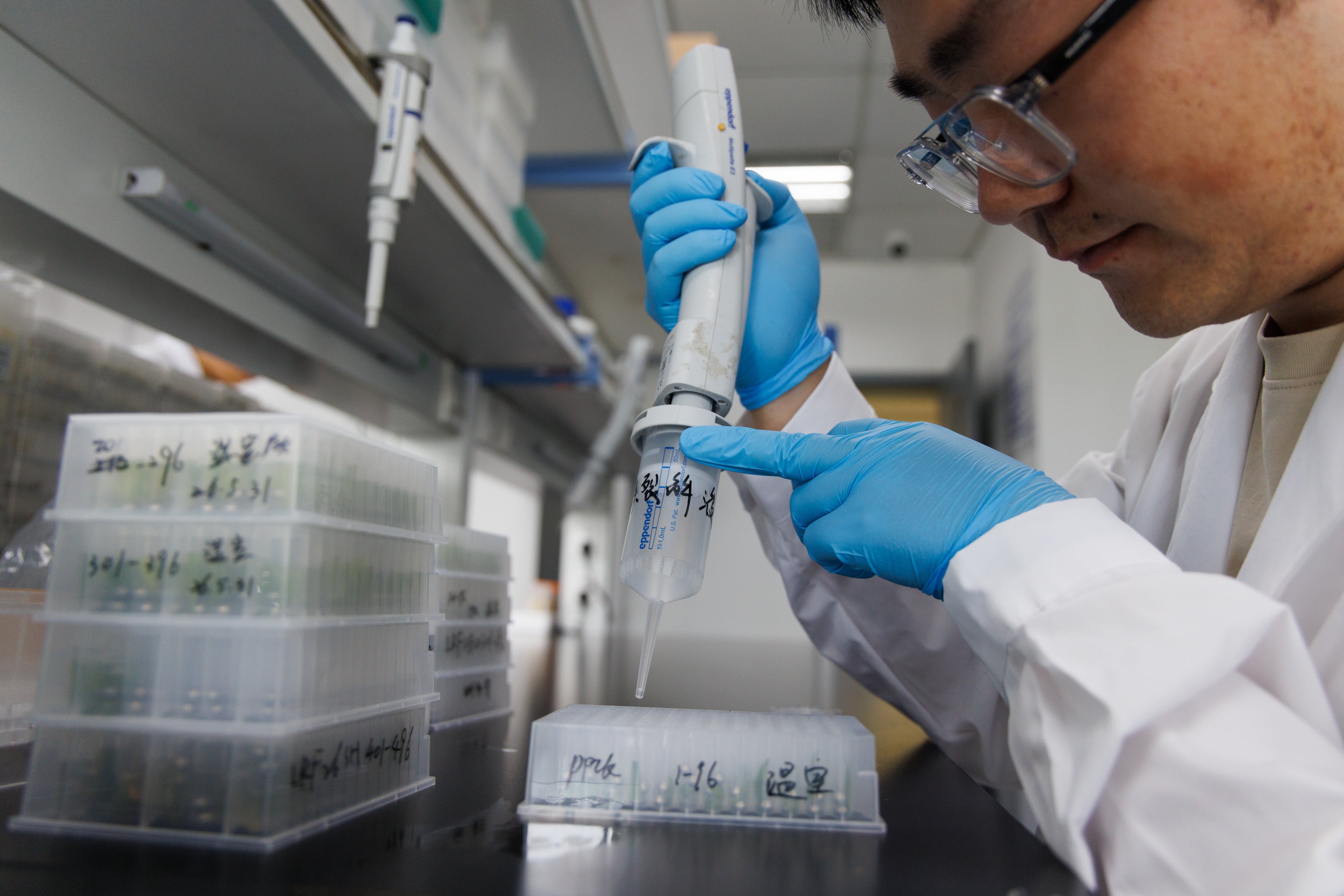 A researcher extracts DNA from maize samples at a laboratory at the Chinese Academy of Sciences’ Centre for Excellence in Molecular Plant Sciences in Shanghai on Tuesday. Photo: Xinhua