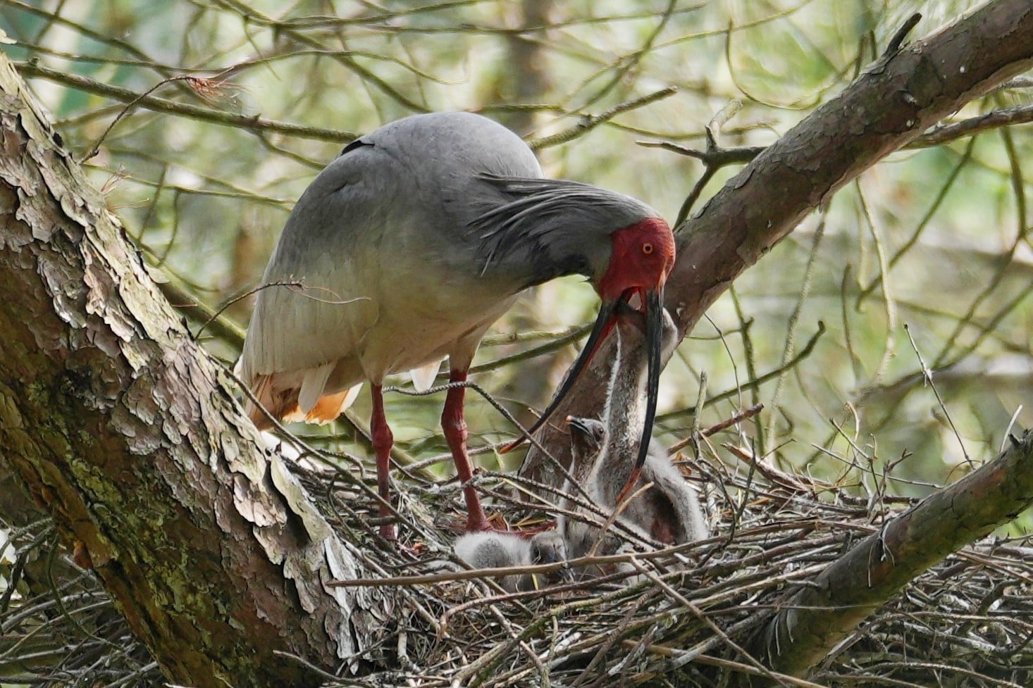 A crested ibis nurtures its chicks by a reservoir in China’s Shaanxi province. Photo: Xinhua