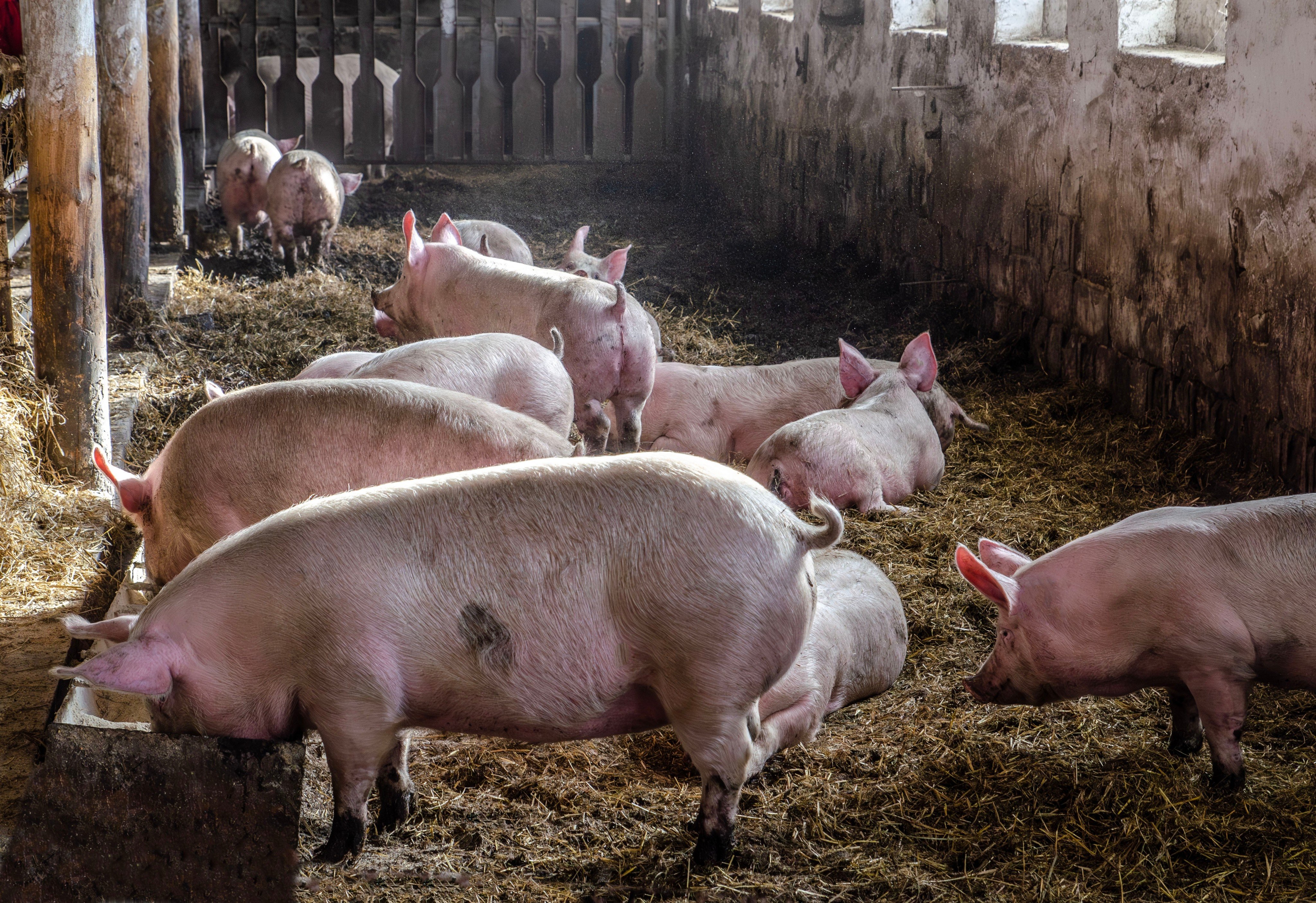 Selangor, Malaysia’s richest state, has banned pig farming. Photo: Shutterstock