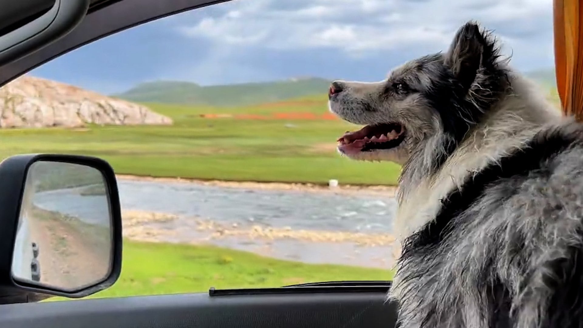 Chinese celebrity dog stolen, slaughtered and eaten
