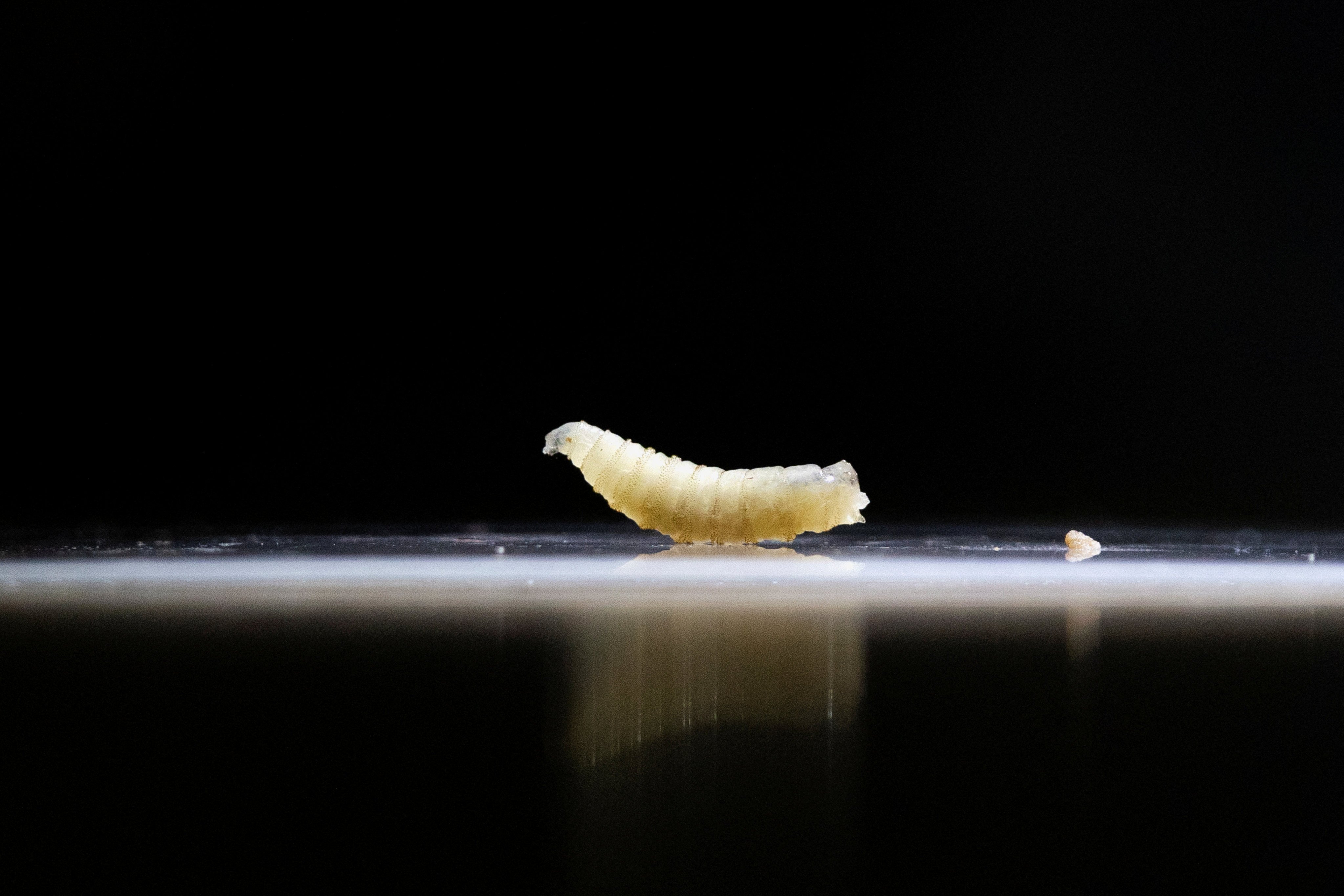 The larvae of the New World screwworm, a flesh-eating parasite that feeds on live tissue. The pest poses a devastating threat to livestock. Photo: Reuters