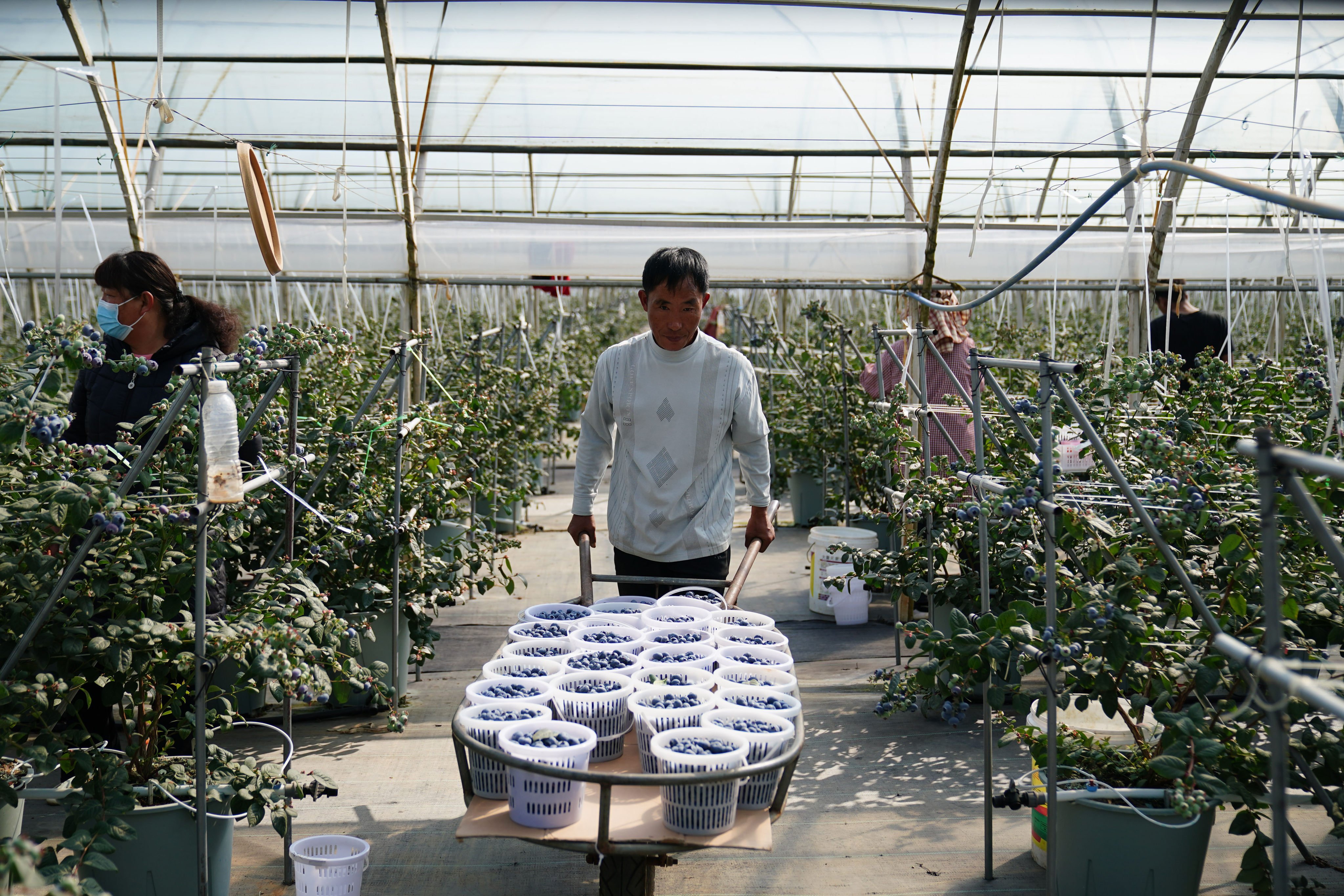 Farmers pick blueberries at an orchard in southwest China’s Yunnan province. Photo: China News Service via Getty Images