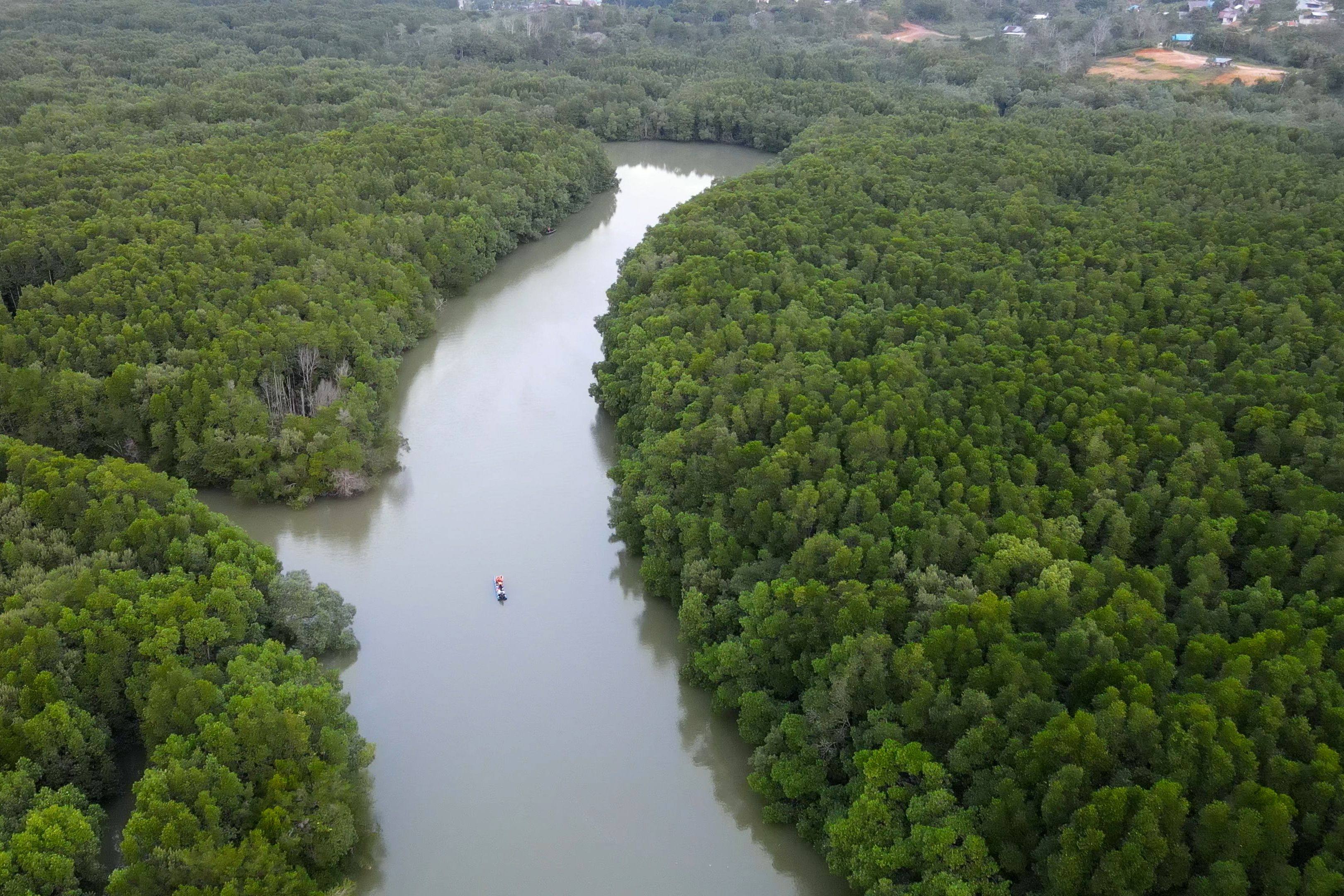 A mangrove forest in Balikpapan, Indonesia. Photo: AFP