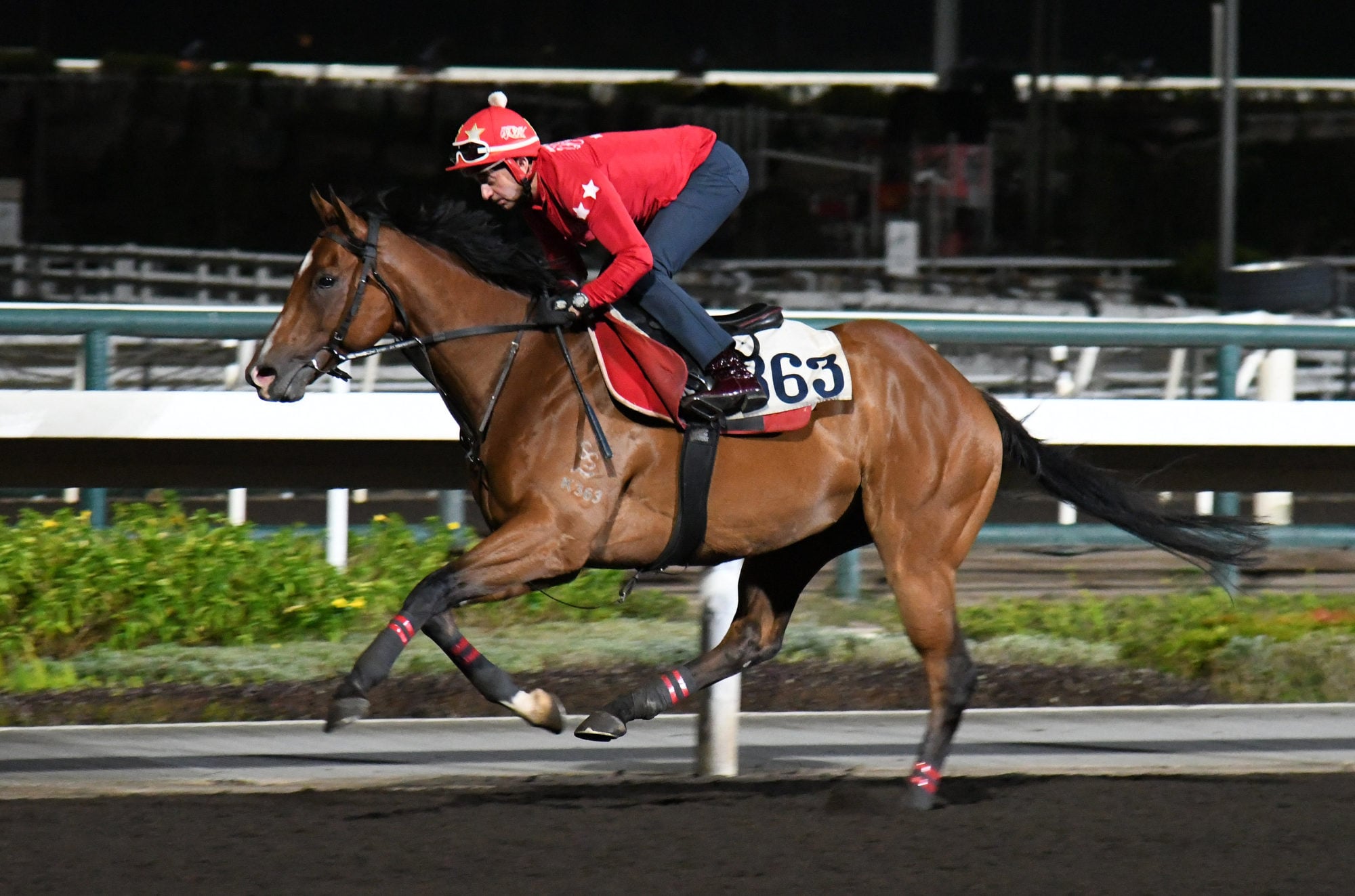 Douglas Whyte gallops Celestial Hero on the dirt.