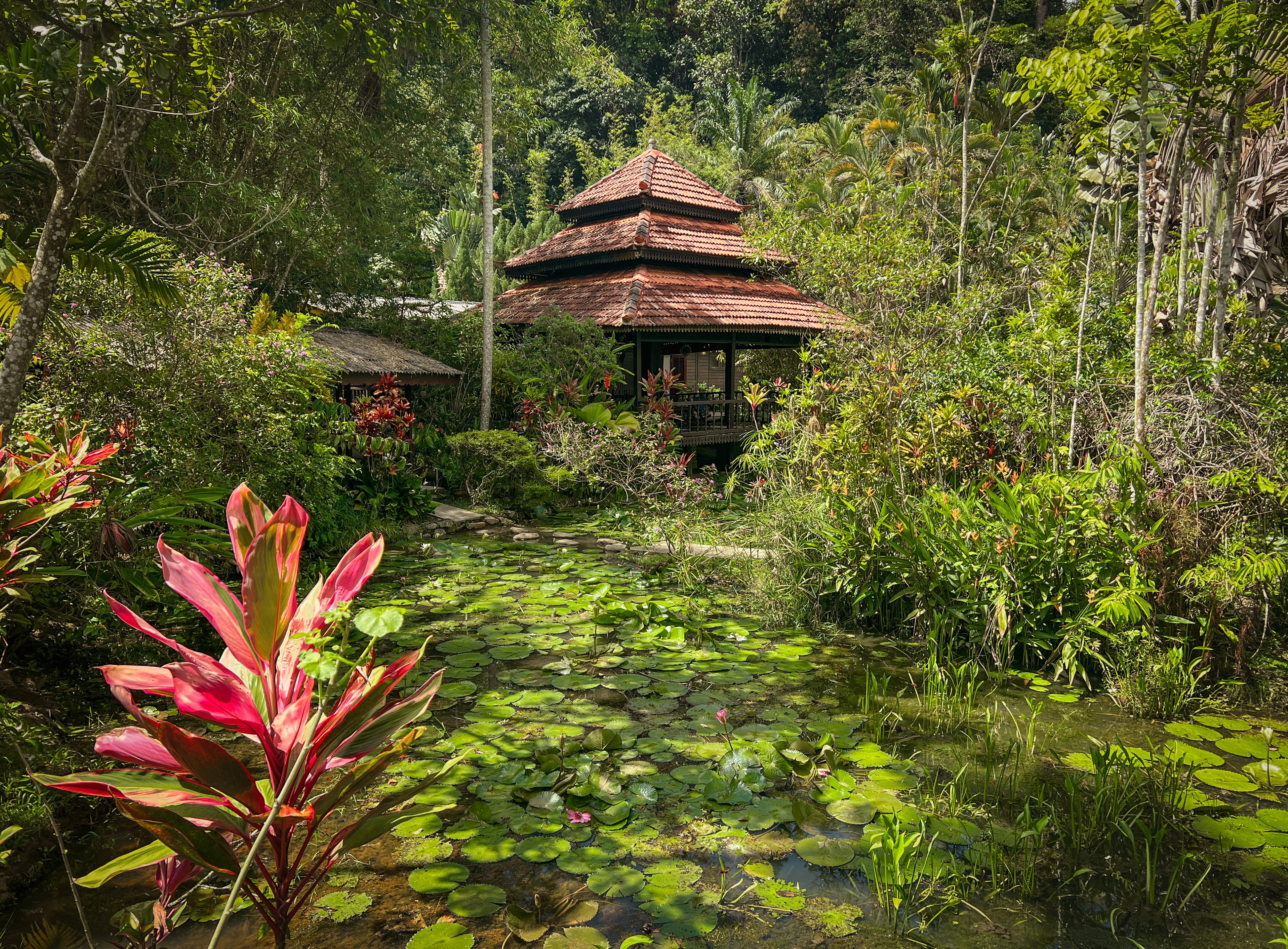 The grounds of the Sentosa Janda Baik resort are a riot of lotus leaves, statuesque traveller’s palms, coconut trees and fragrant frangipani. Photo: John Brunton
