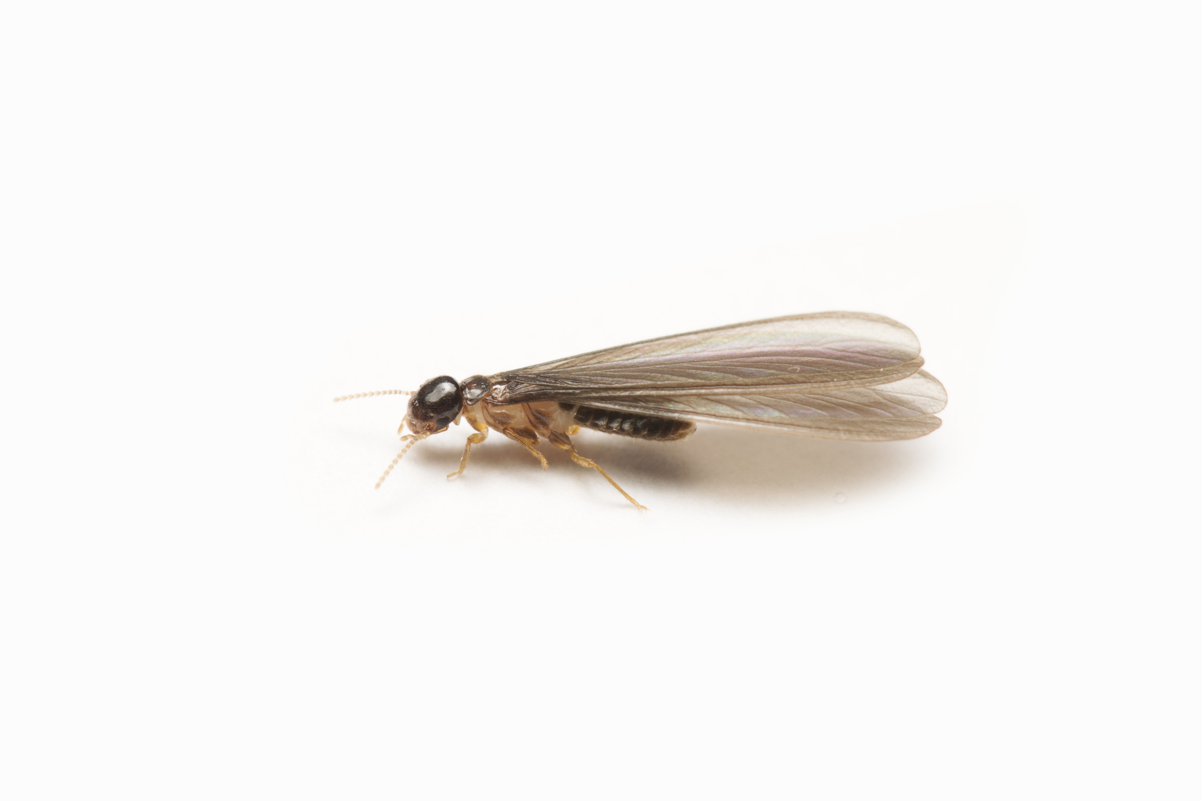 Termites, white and winged, are often mistaken for a type of ant. But this pest is a completely different insect.
