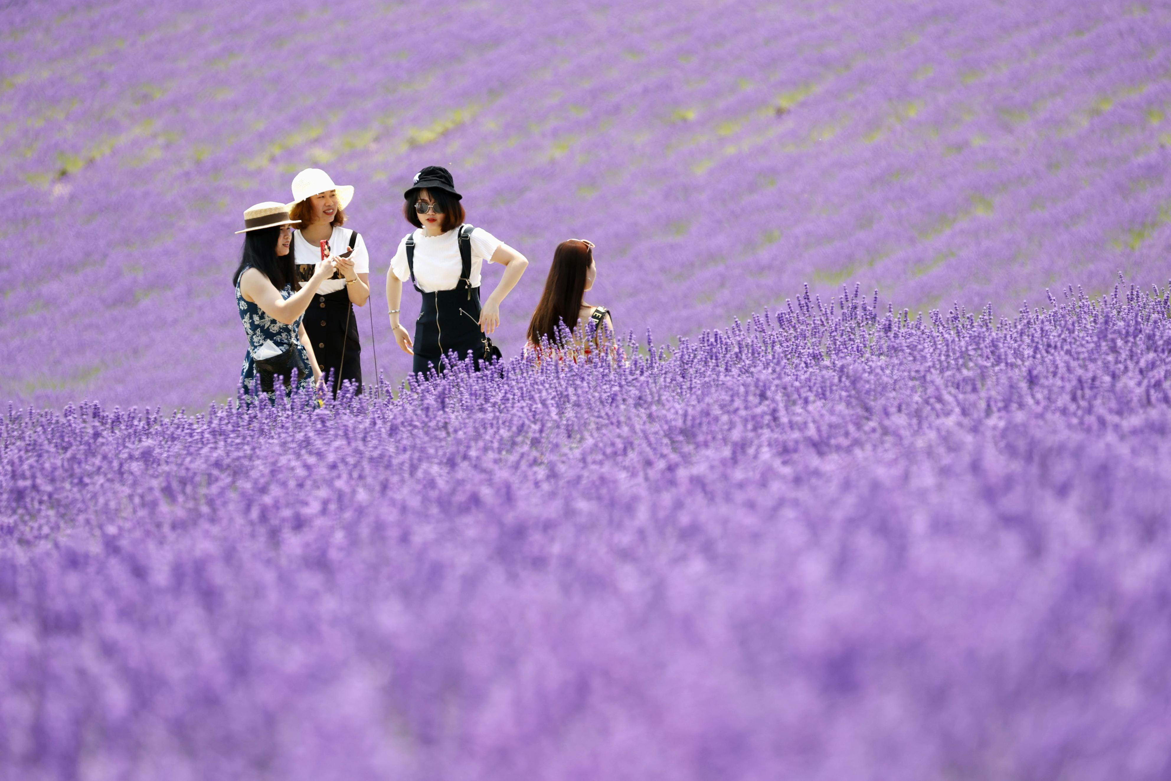 Tourists stroll through lavender fields at Tomita Farm, one of the most colourful spots in Furano. The city in central Hokkaido comes into its own during summer, when it offers visitors the chance to enjoy its natural beauty and delicious local produce in temperate weather conditions. Photo: Kyodo News via Getty Images