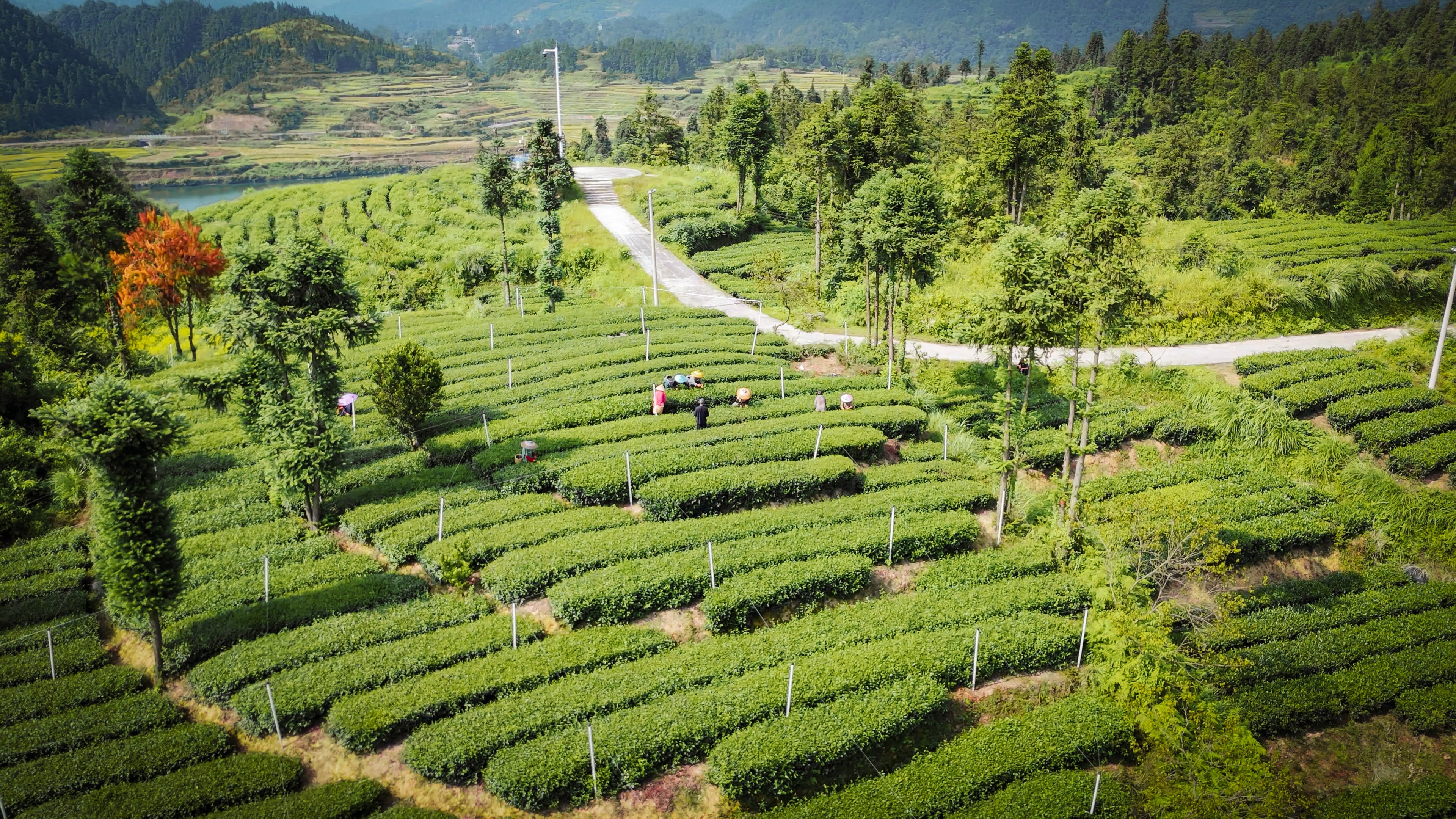 Gui Tea Group’s plantation at the foot of Mount Fanjing, near Tongren, in Guizhou province. Photo: Xie Yu