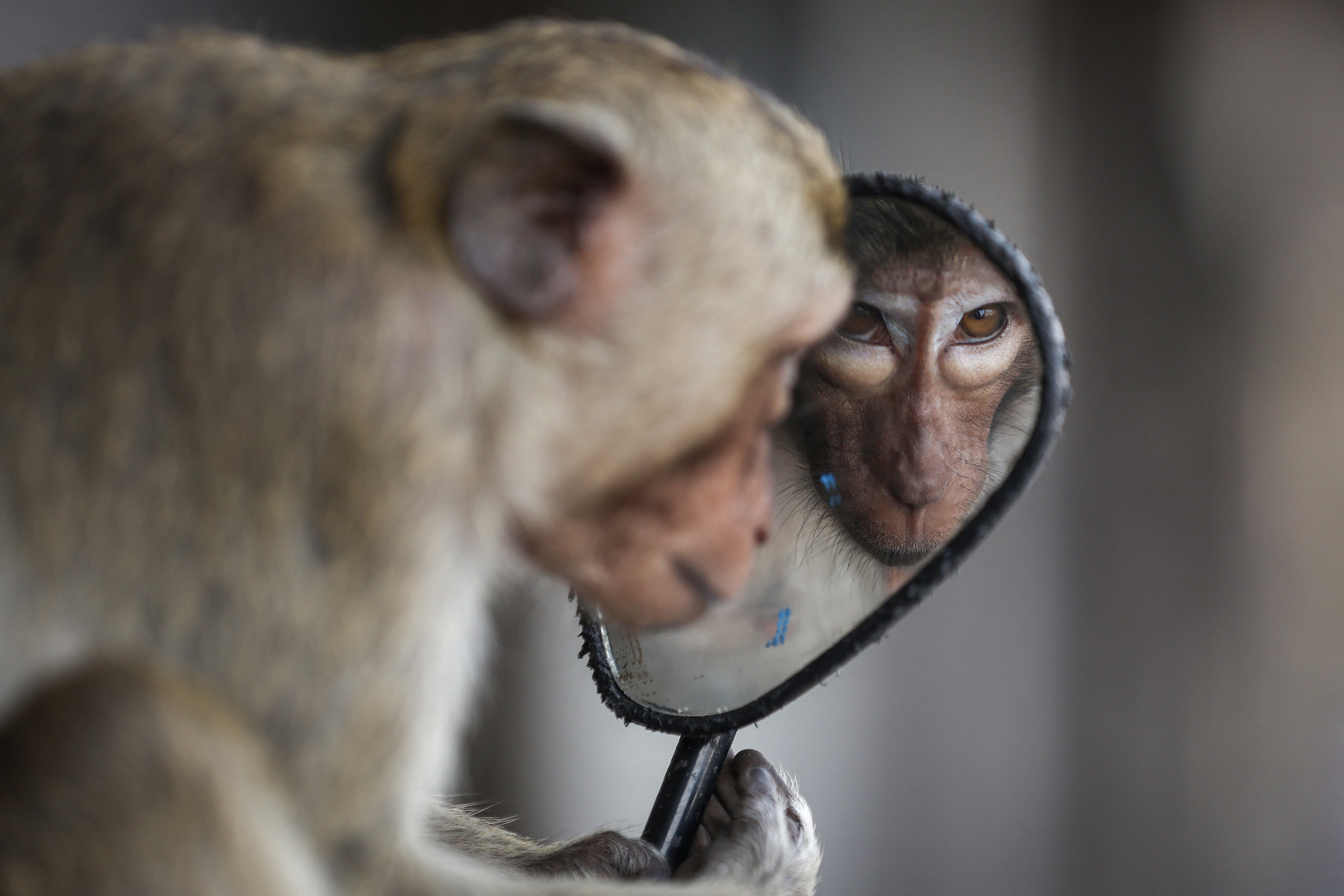 A long-tailed macaque looks into a motorbike’s mirror near Phra Prang Sam Yot temple, Lopburi, Thailand. Photo: Reuters