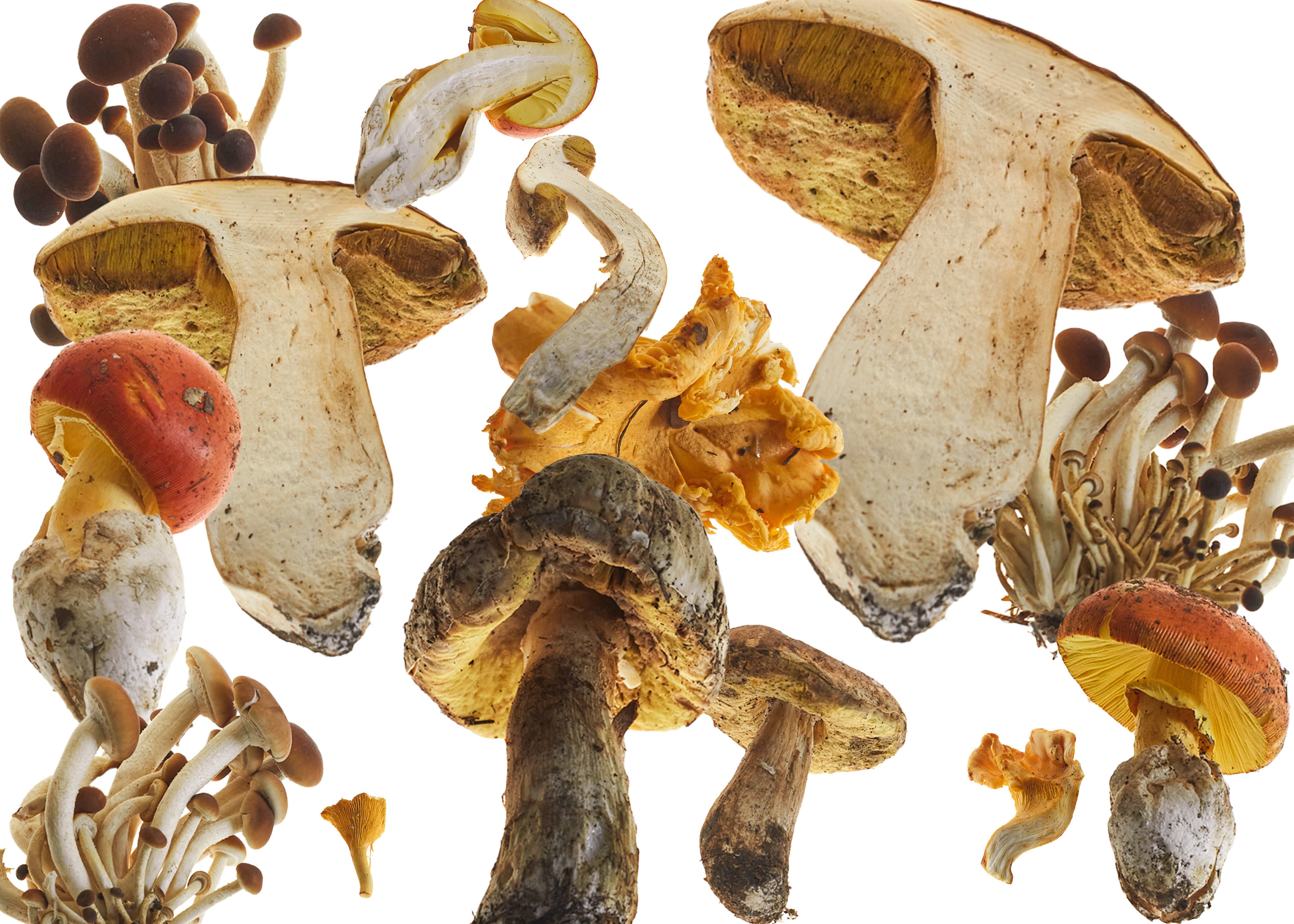 Alice Schillaci’s Untitled (2018). Photos: The Gourmand’s Mushroom, published by Taschen