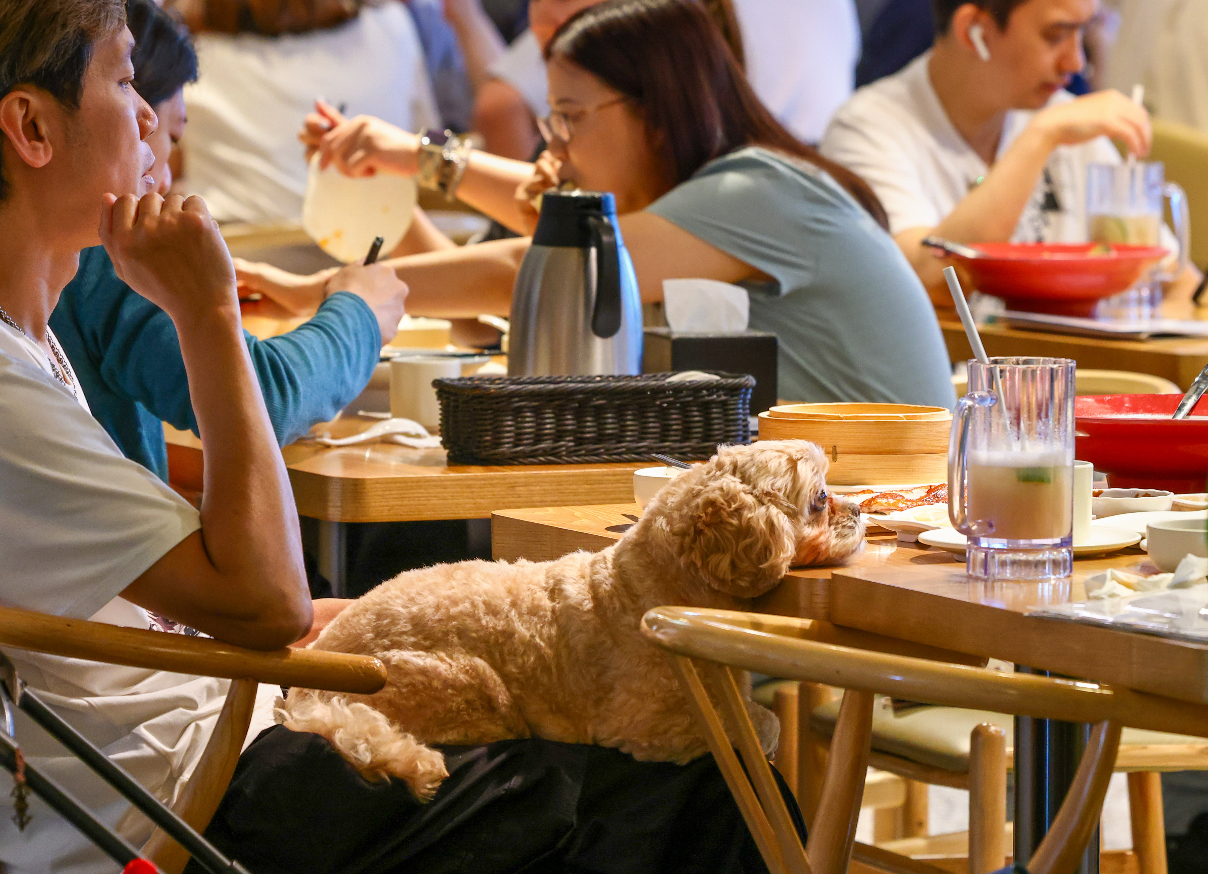 Hong Kong’s dog-friendly dining scheme sees huge demand, with 2,100 eateries applying for licences, highlighting the booming pet economy. Photo: Dickson Lee