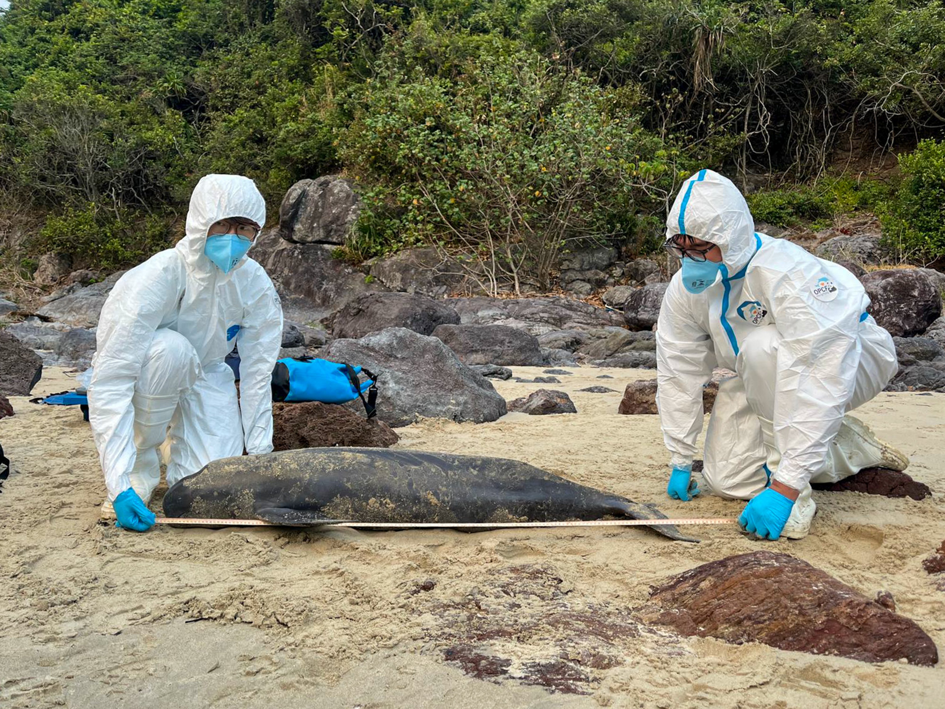 Four of the 29 whales, dolphins and porpoises that washed ashore in Hong Kong waters last year are suspected to have died from human activity. Photo:  Ocean Park Conservation Foundation