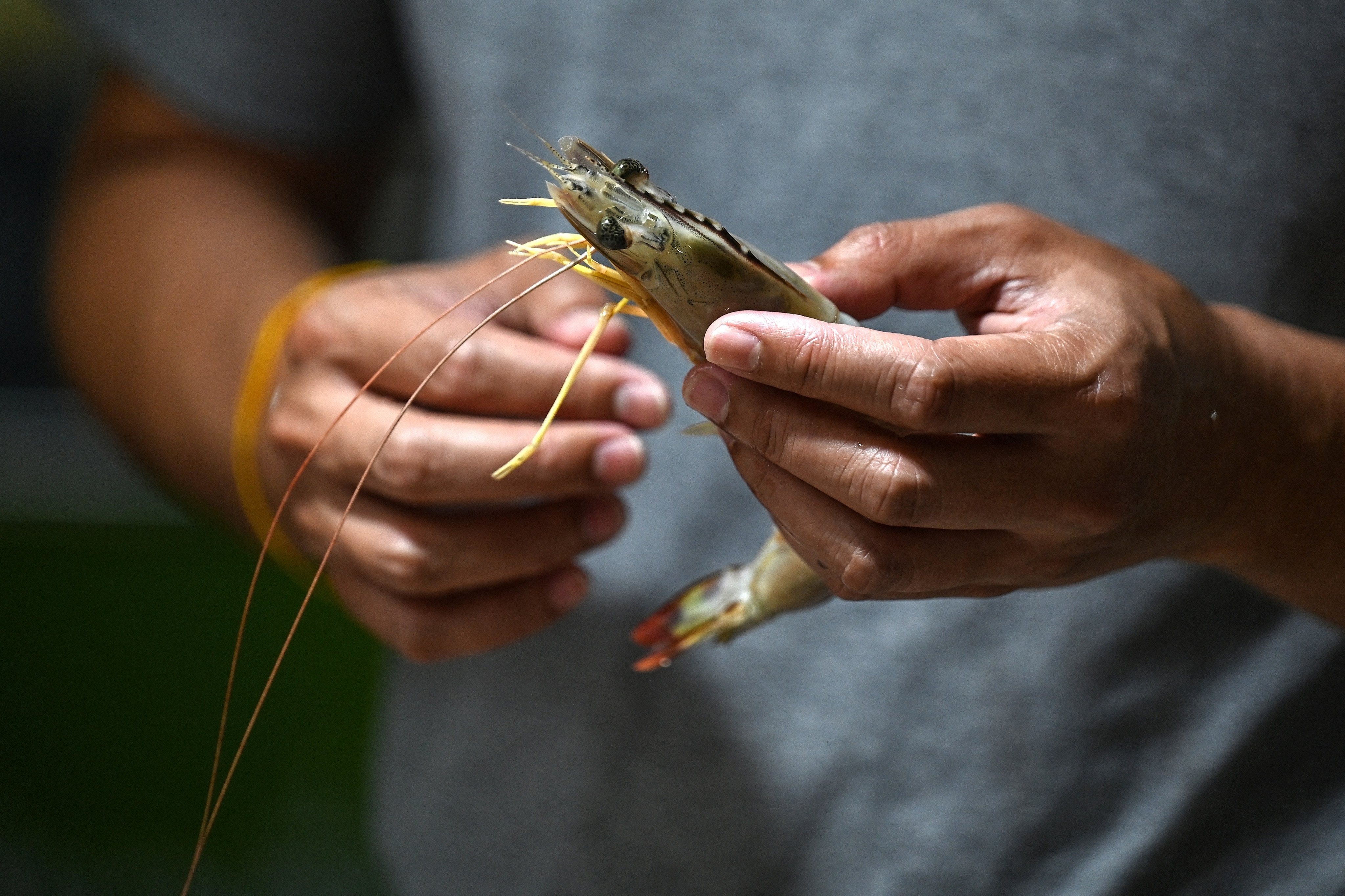 A Michelin-starred chef inspects a locally caught shrimp at a market in Bangkok, Thailand, in 2023. Photo: AFP