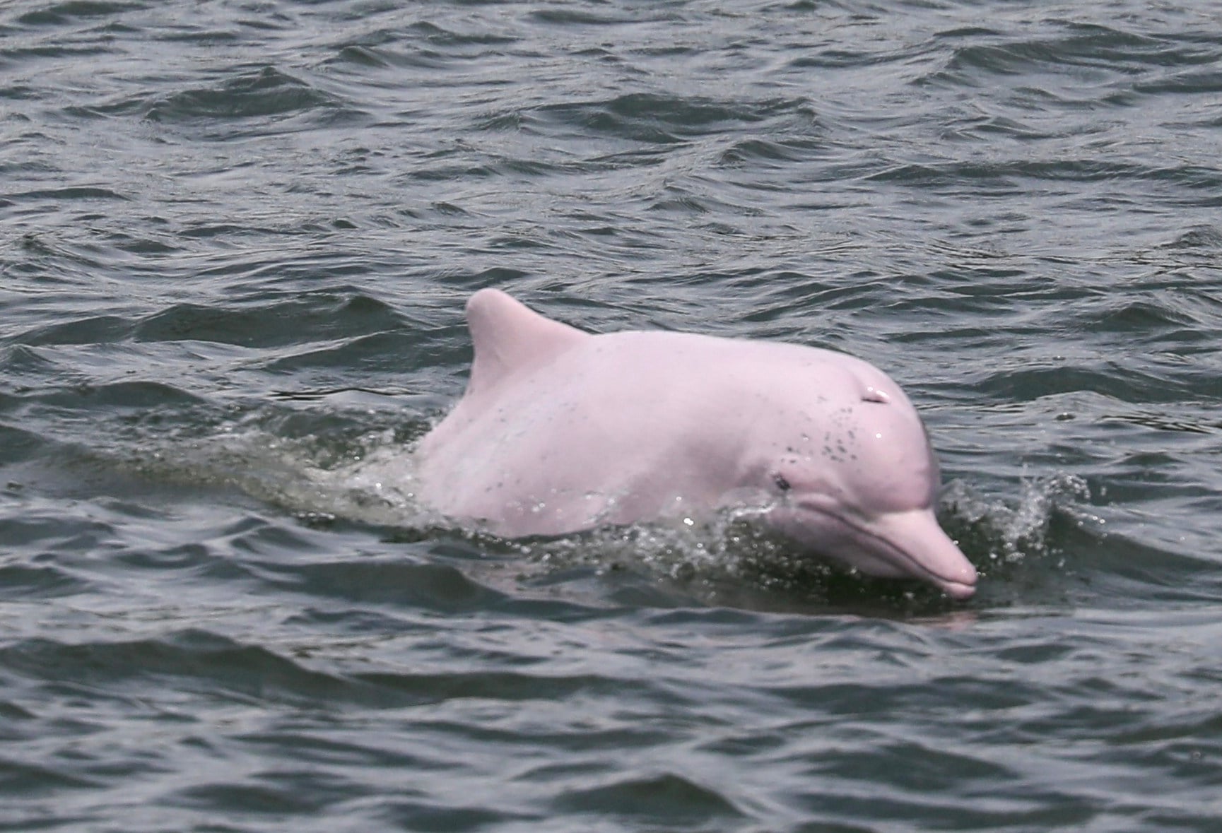 Last year, 29 cetacean strandings were recorded, down from 41 in 2024. Photo: Xiaomei Chen