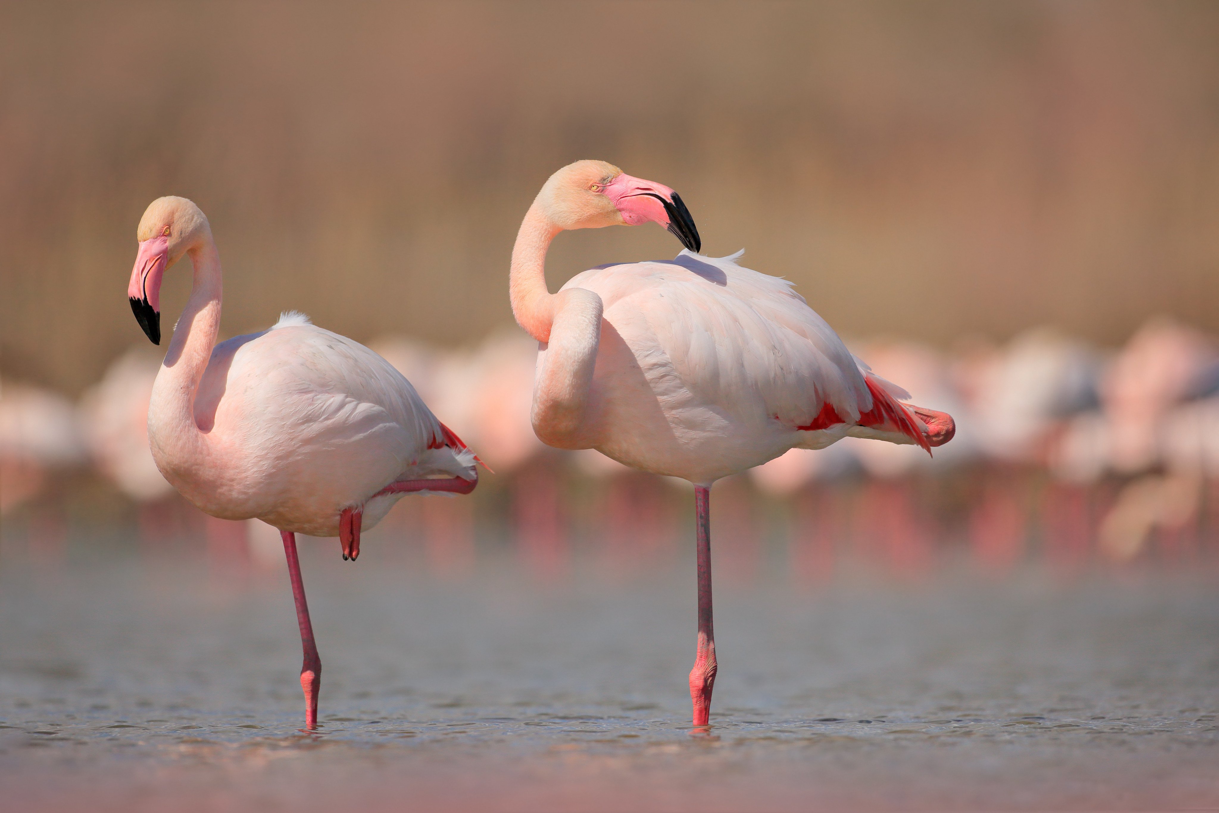 More flamingos are heading to Venice, with environmentalists calling it a “good sign” of the lagoon’s health. Photo: Shutterstock