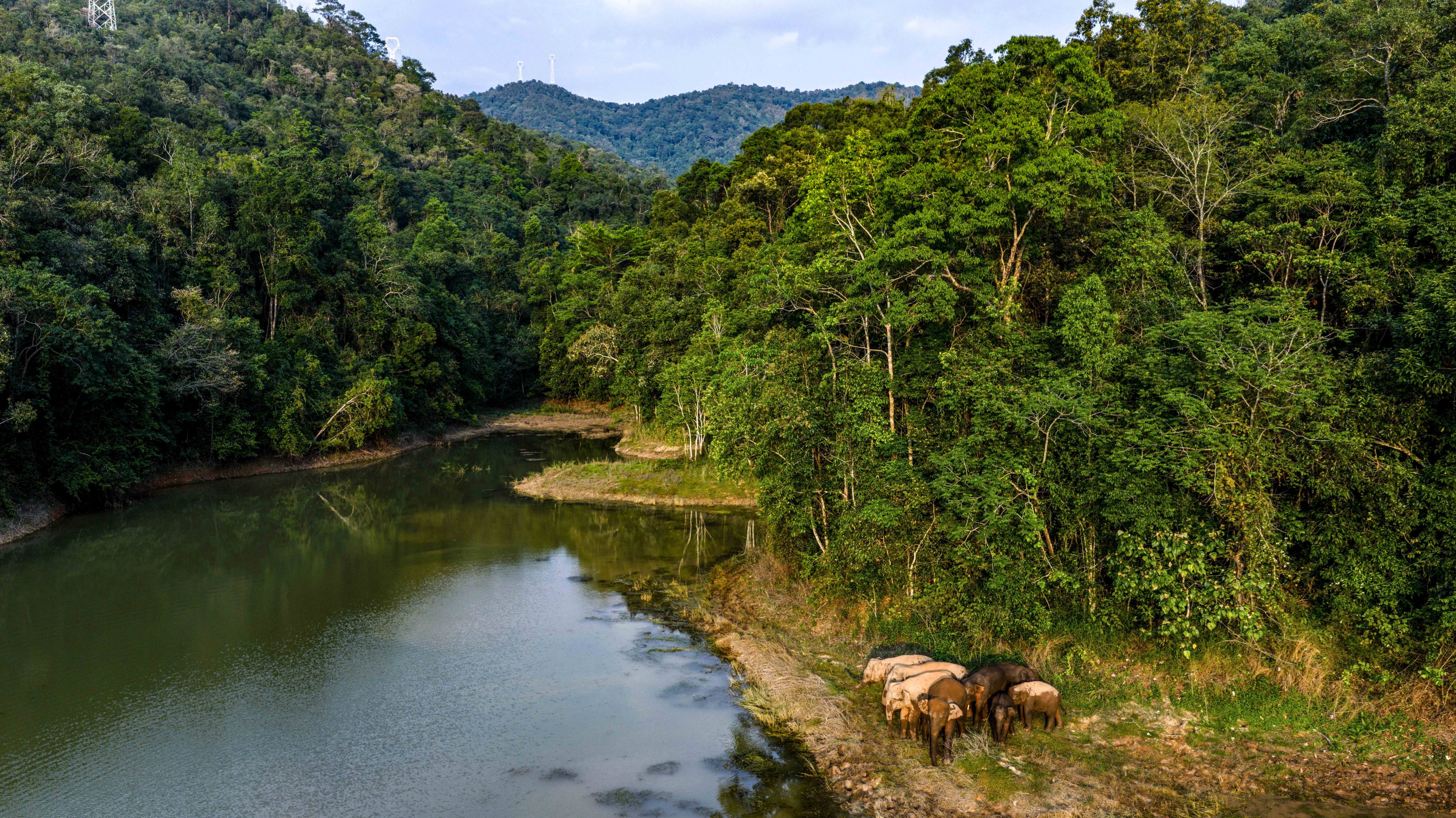 A drone photo taken on May 19, 2026, shows a herd of wild Asian elephants in China’s southwestern Yunnan province. Photo: Xinhua