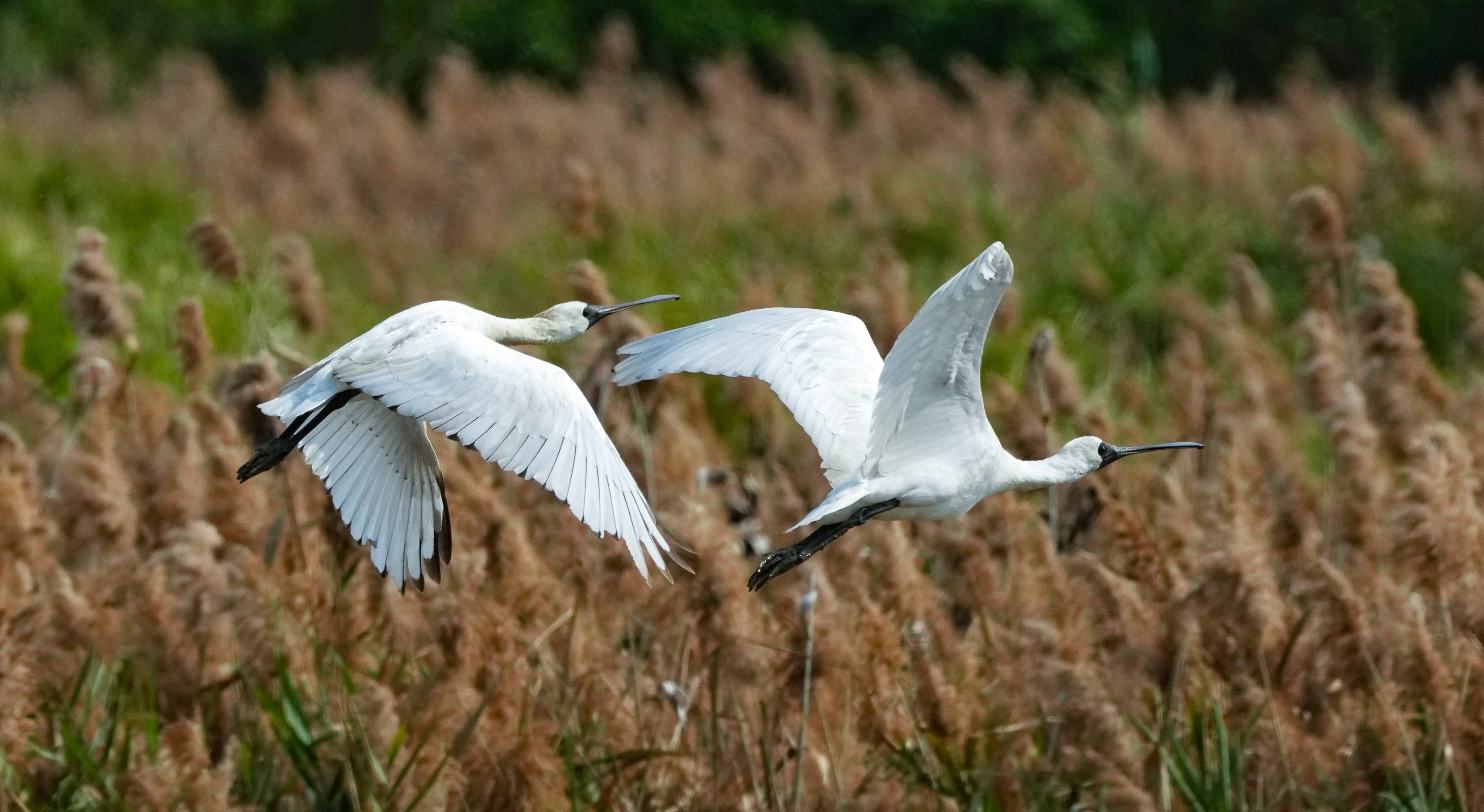 The project is set to affect a wetland site that serves as a critical staging ground on the East Asian-Australian Flyway, supporting about 50,000 migratory waterbirds each year, including the globally endangered Black-faced Spoonbill. Photo: Jelly Tse