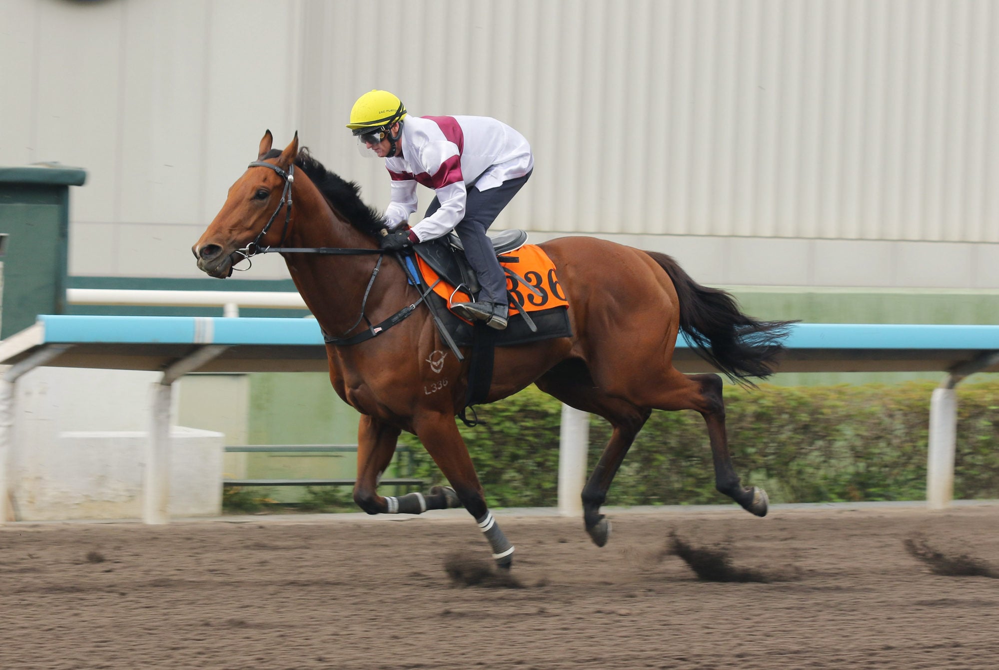 Grand Eagle at the trials in April with Zac Purton on board. Grand Eagle at the trials in April with Zac Purton on board.