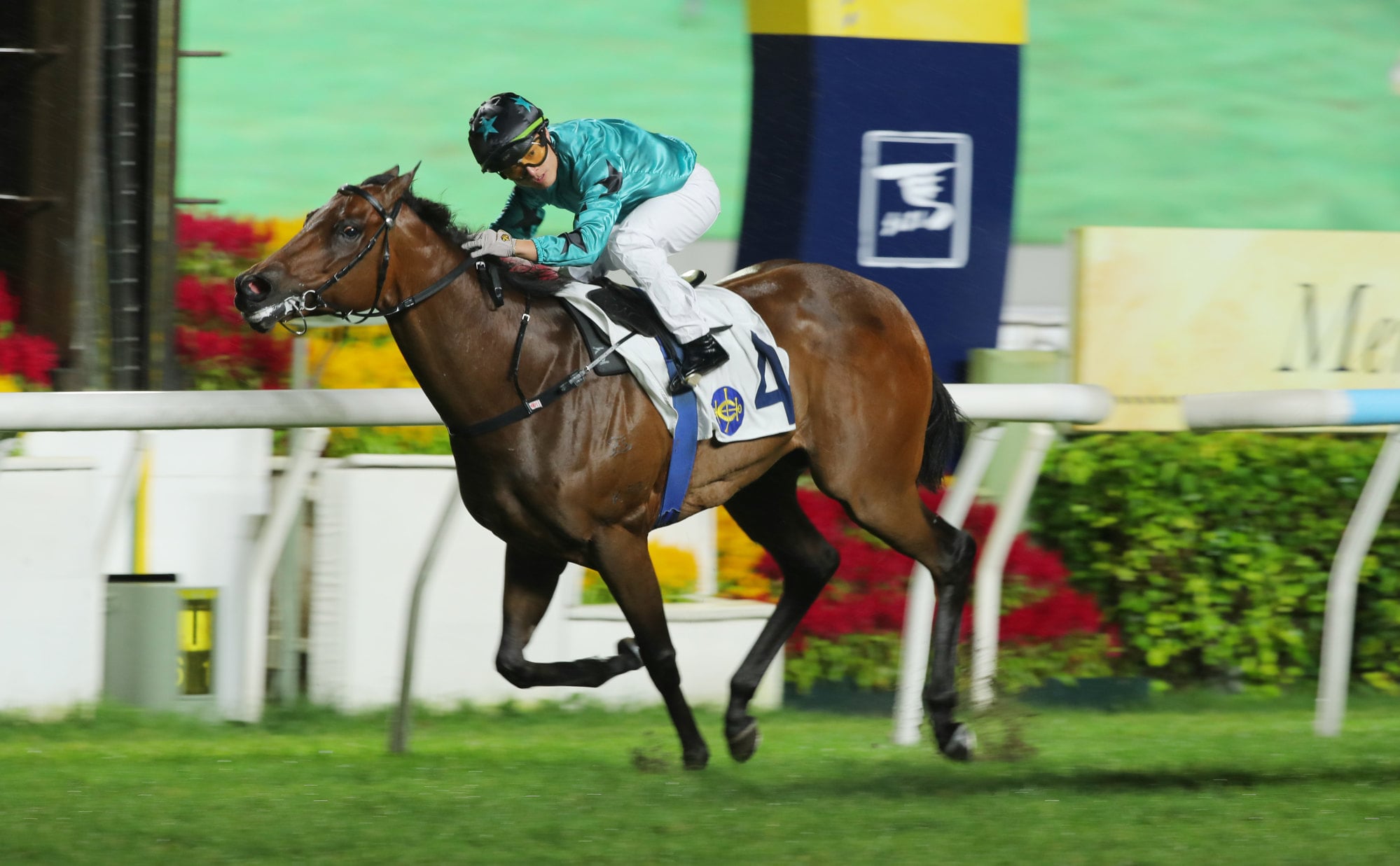 Keith Yeung guides Turquoise Velocity to victory last month. Keith Yeung guides Turquoise Velocity to victory last month.