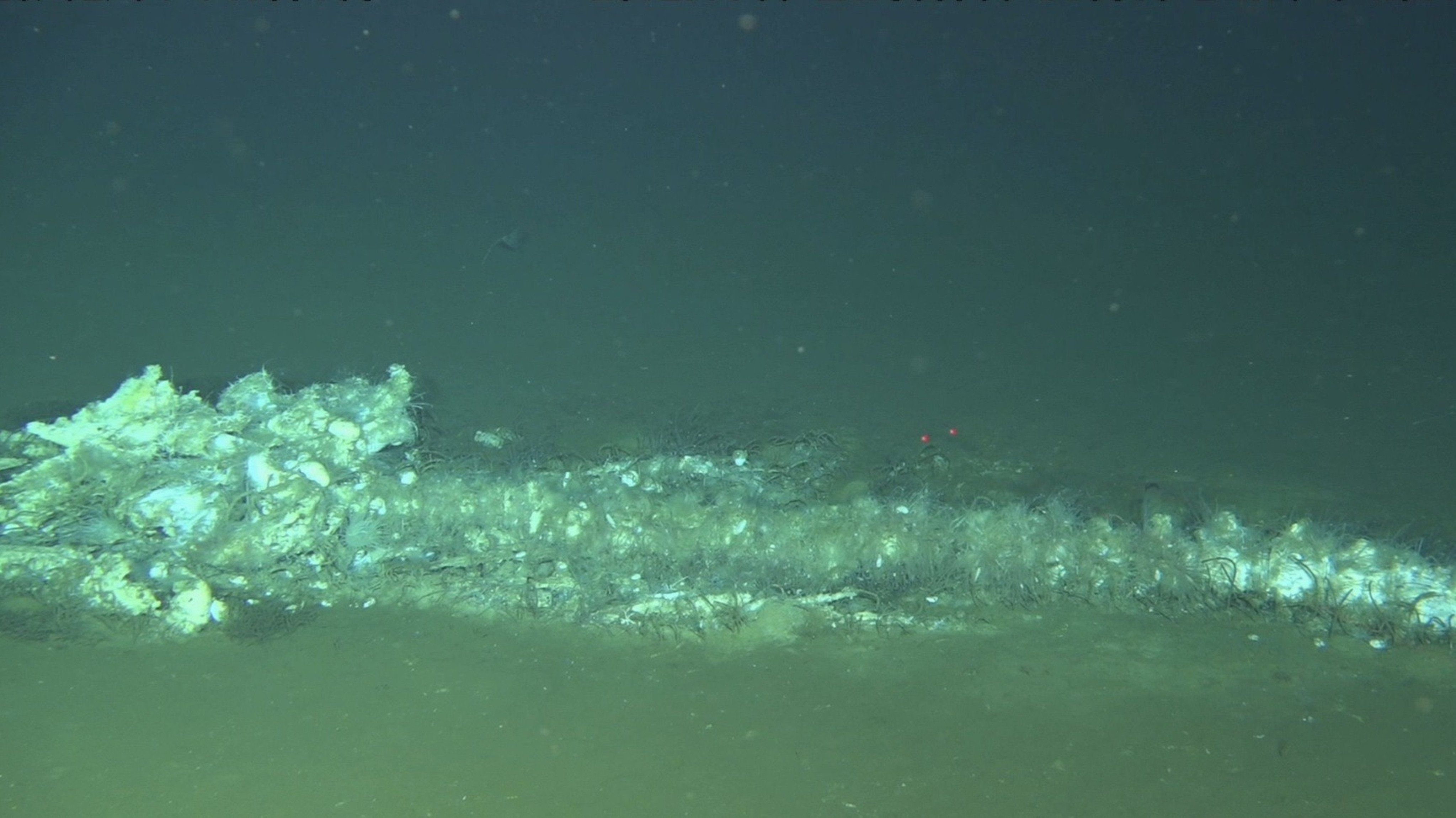 A scientific team from China discovered the deepest and most extensive whale graveyard in the depths of the Diamantina Trench. Photo: Handout