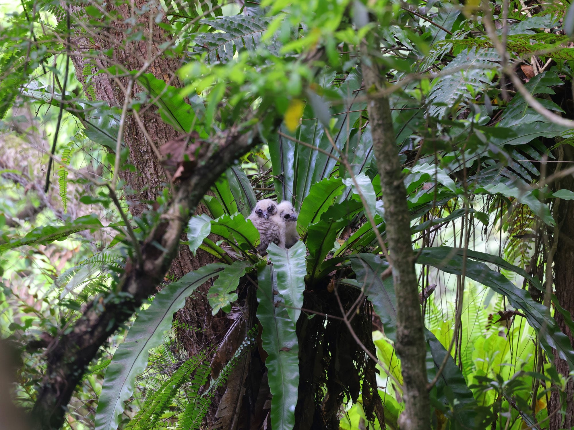 A pair of rare brown wood owl chicks have successfully fledged at the Kadoorie Farm and Botanic Garden in Tai Po. Photo: KFBG