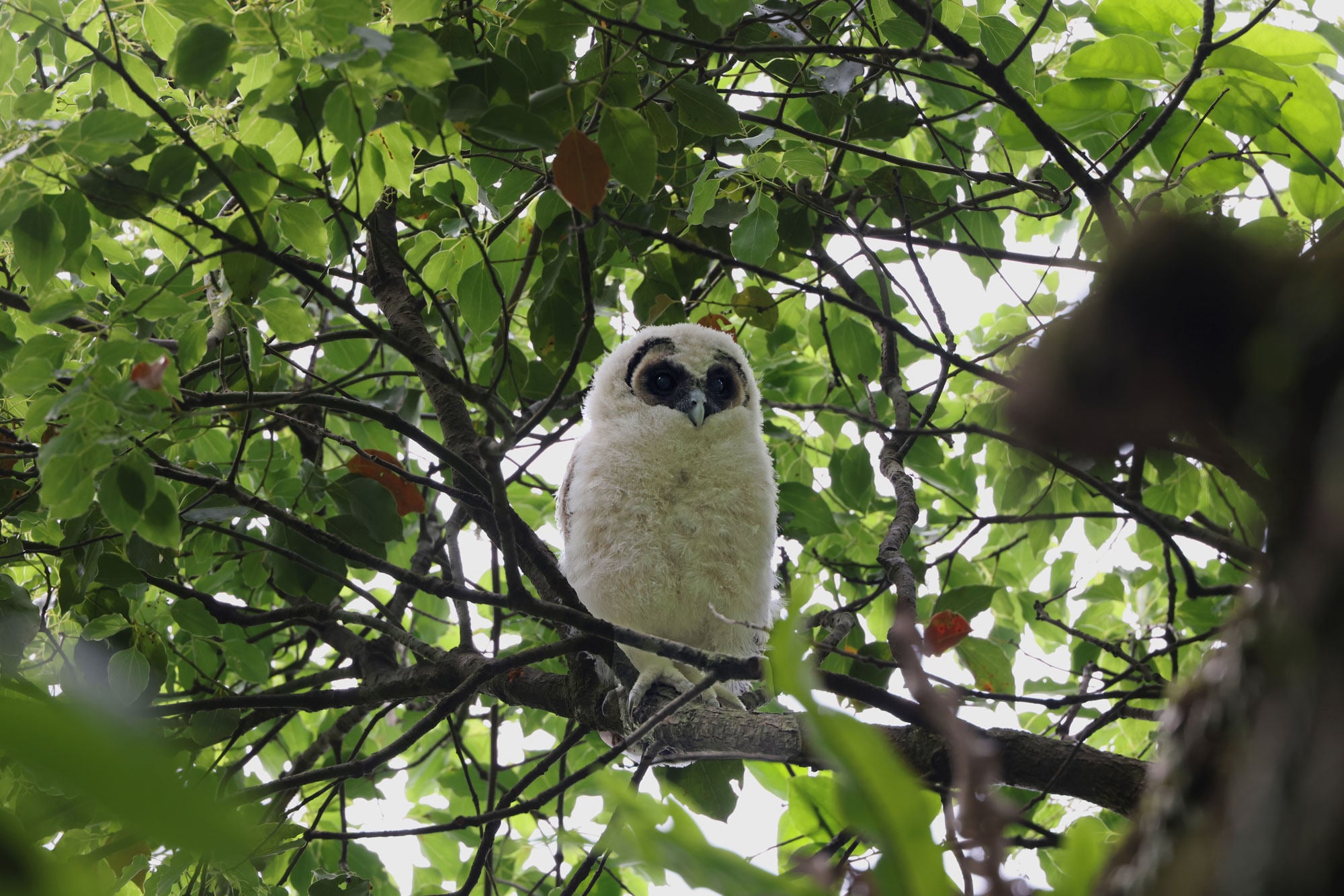 According to the farm, the brown wood owl is one of the largest native owl species. Photo: KFBG