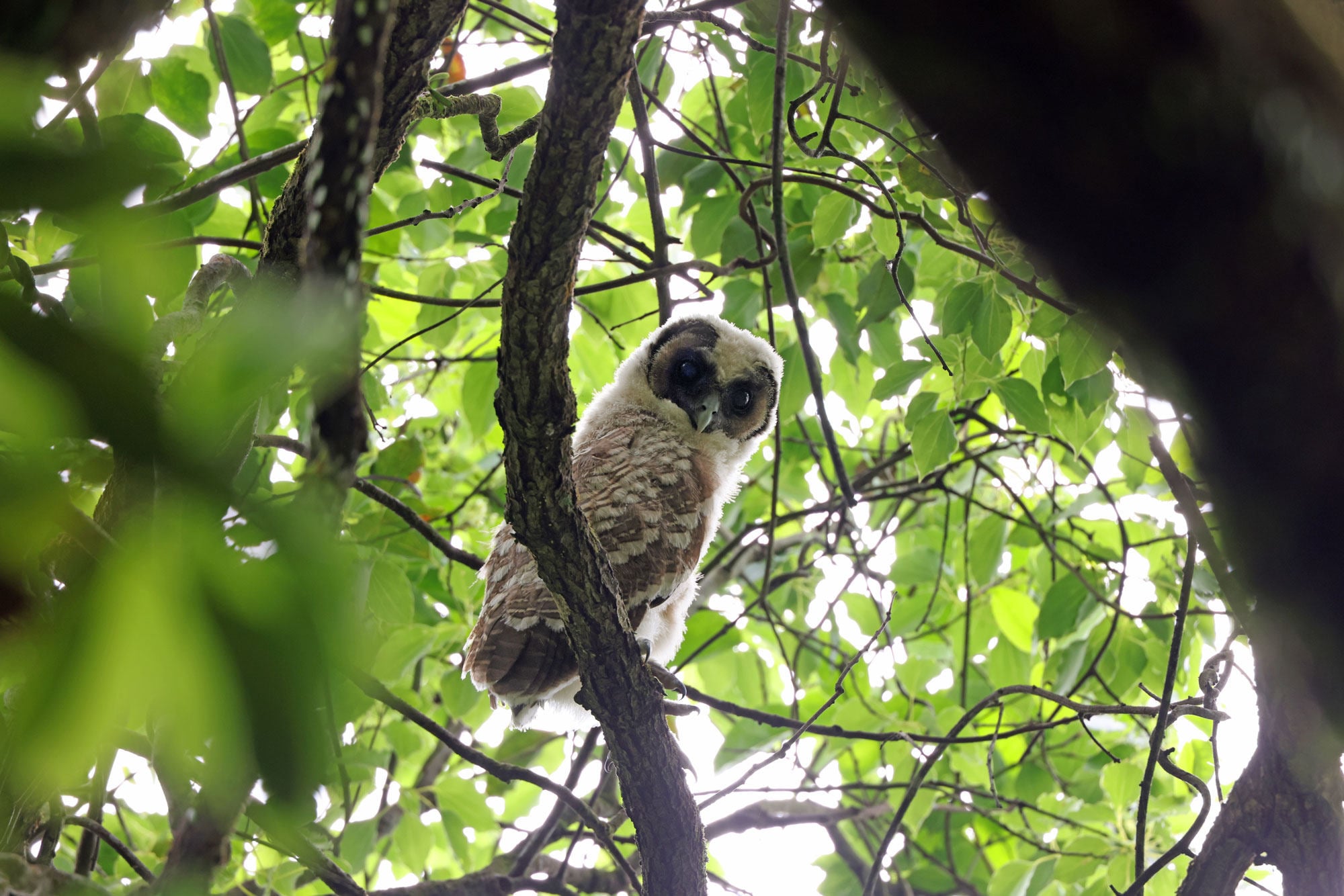 The chicks were seen among ferns in the farm’s mature forest. Photo: KFBG