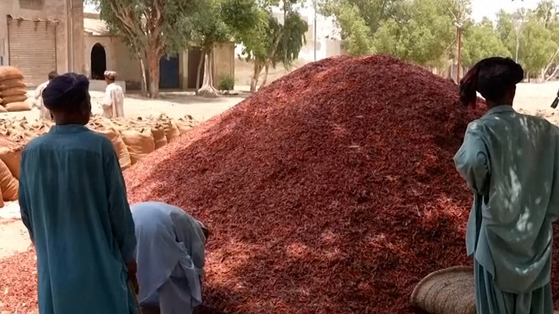 Web thumbnail for Fiery red chillies feel the heat of Pakistan’s scorching summer
