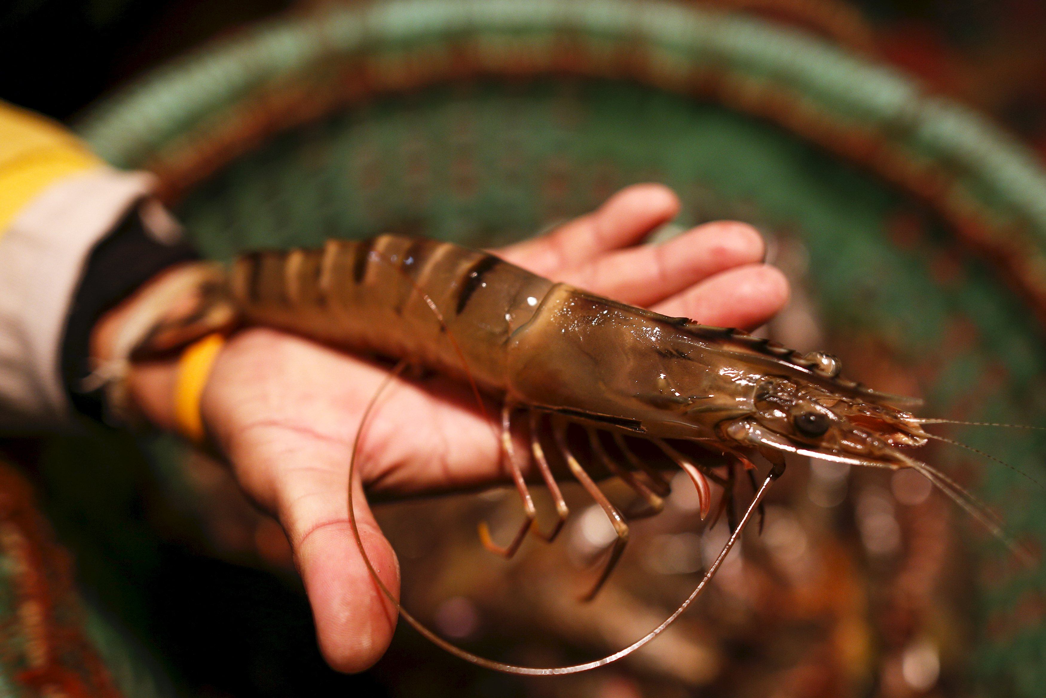 A Thai shrimp farmer holds a shrimp to the camera at his house in Samut Prakan province, Thailand. Photo: Reuters