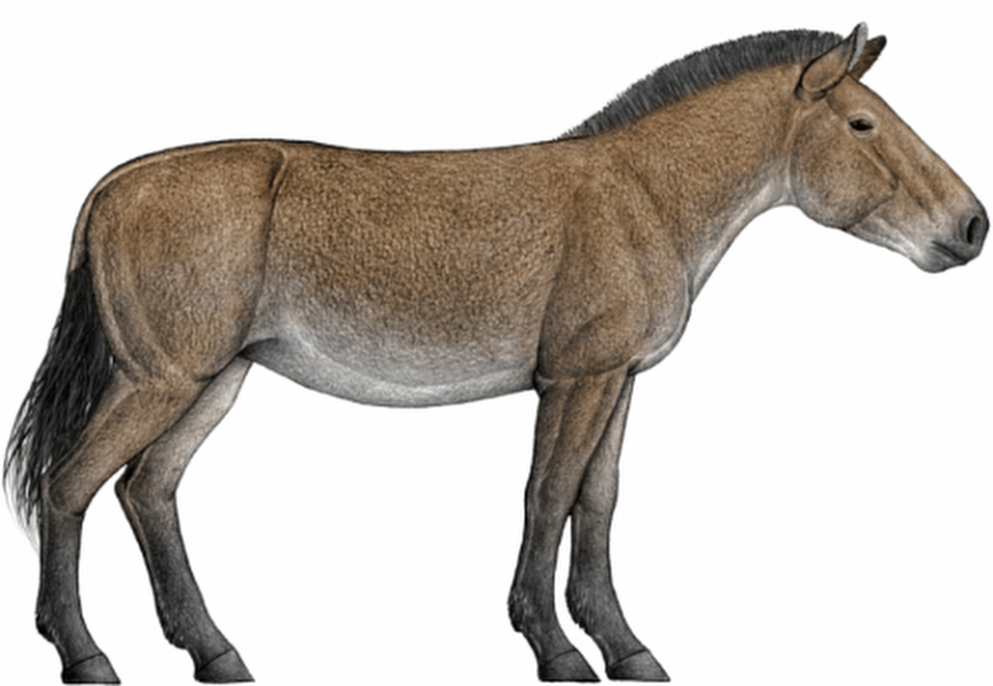 Once dismissed as a local oddity in northeastern China, the Dalian horse carried a distinctive American ancestry and passed it on to ancient horse populations in Siberia, according to researchers. Photo: sciencenet.cn