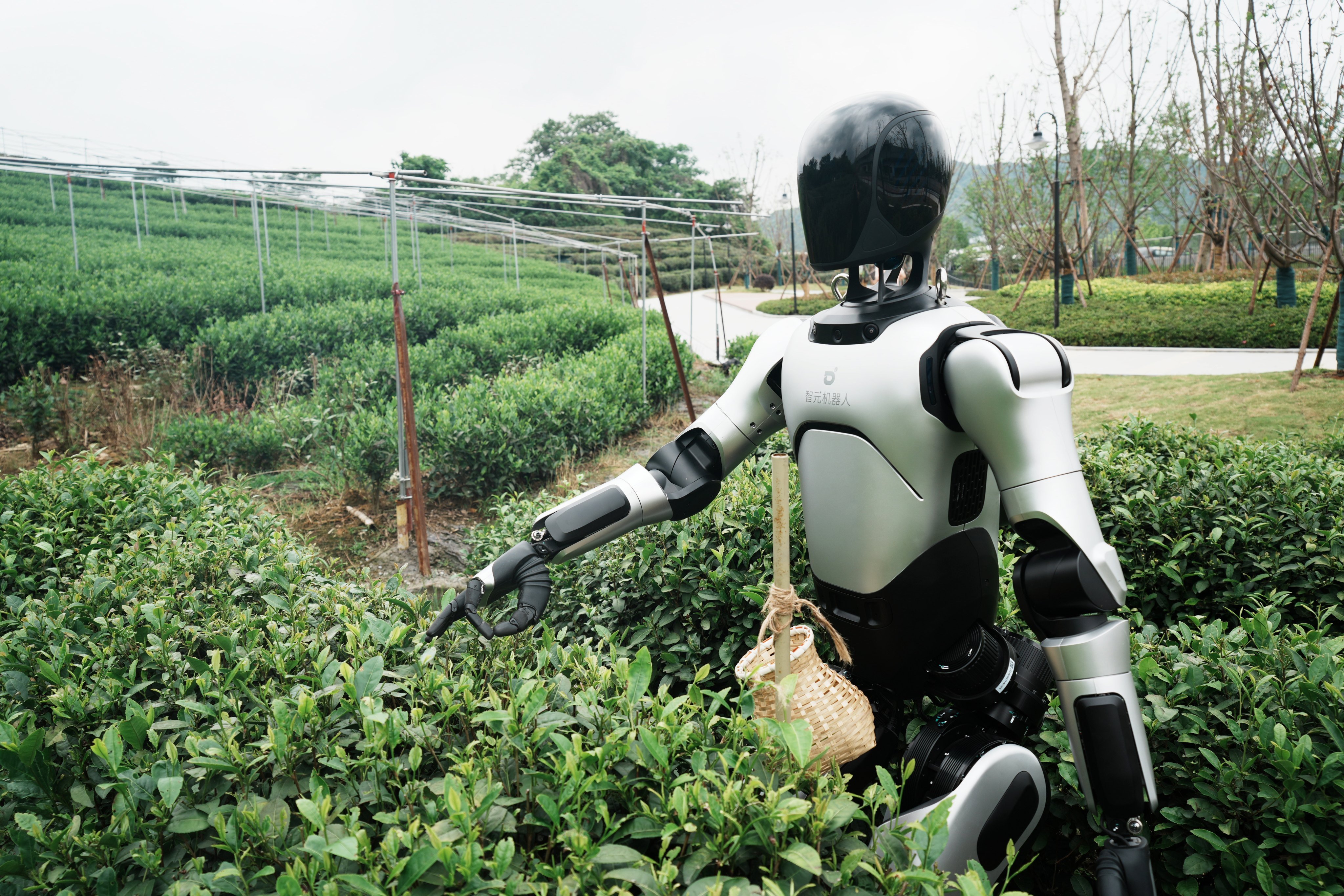 An AgiBot A2 humanoid robot learns to pick green leaves of Longjing tea under staff training at Longjing Tea Plantation in West Lake, Hangzhou, Zhejiang Province. Photo: CFOTO/Future Publishing via Getty Images