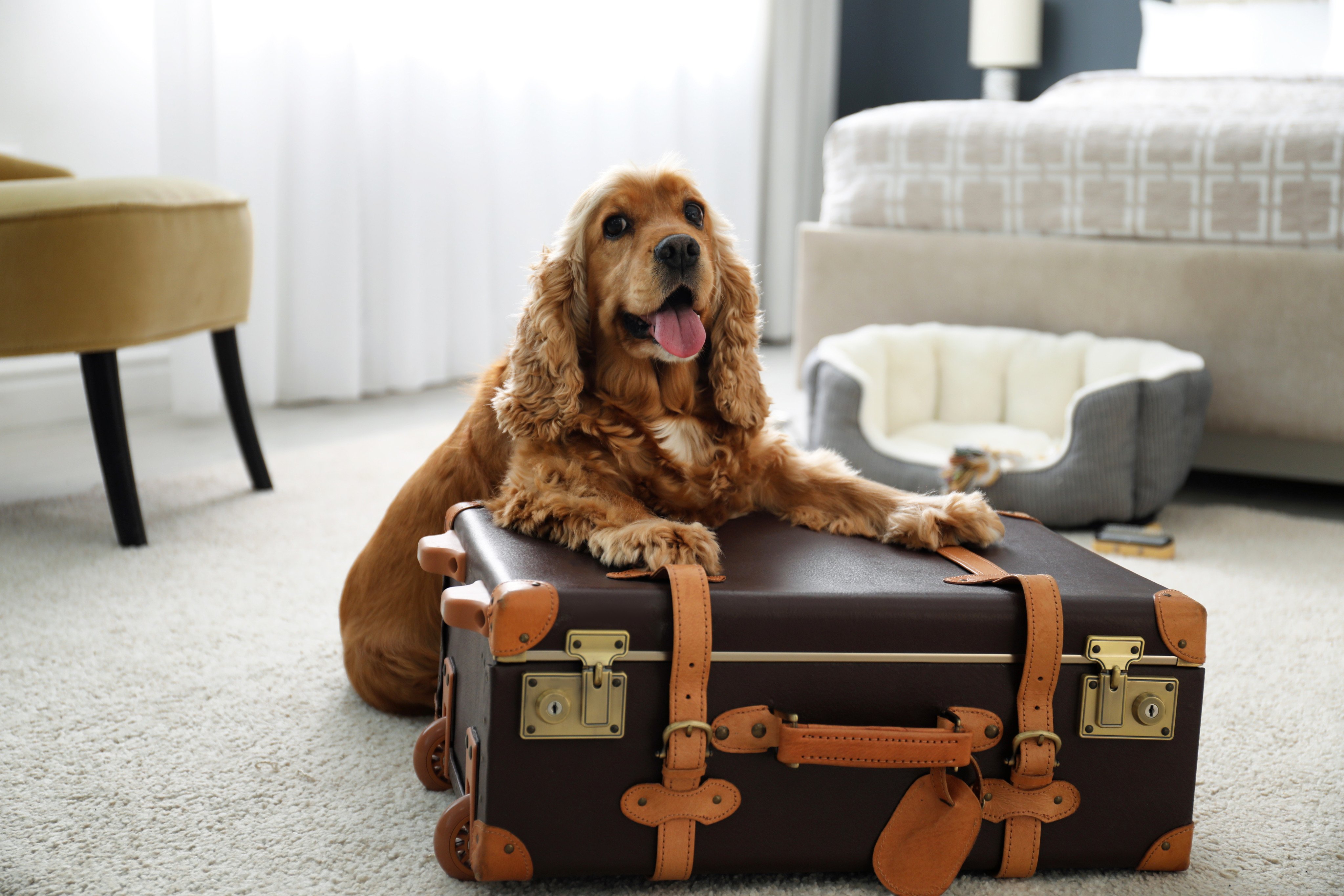 scmp.com - Bloomberg - VI-Pooch? How luxury hotels are stepping up dog-friendly offerings